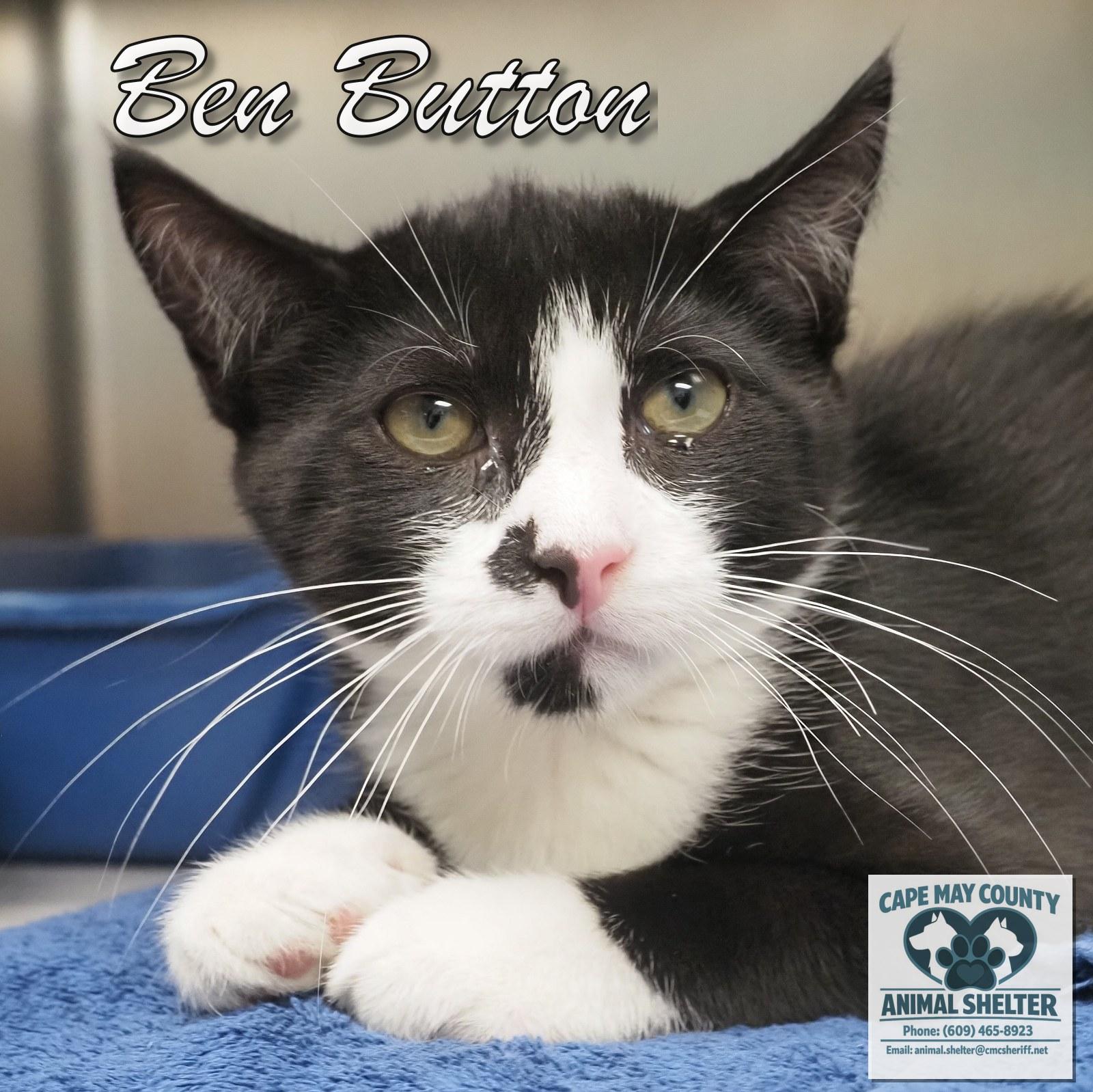 Enlarge Ben Button, an adopted Domestic Short Hair in Cape May Court House, NJ image 3/3
