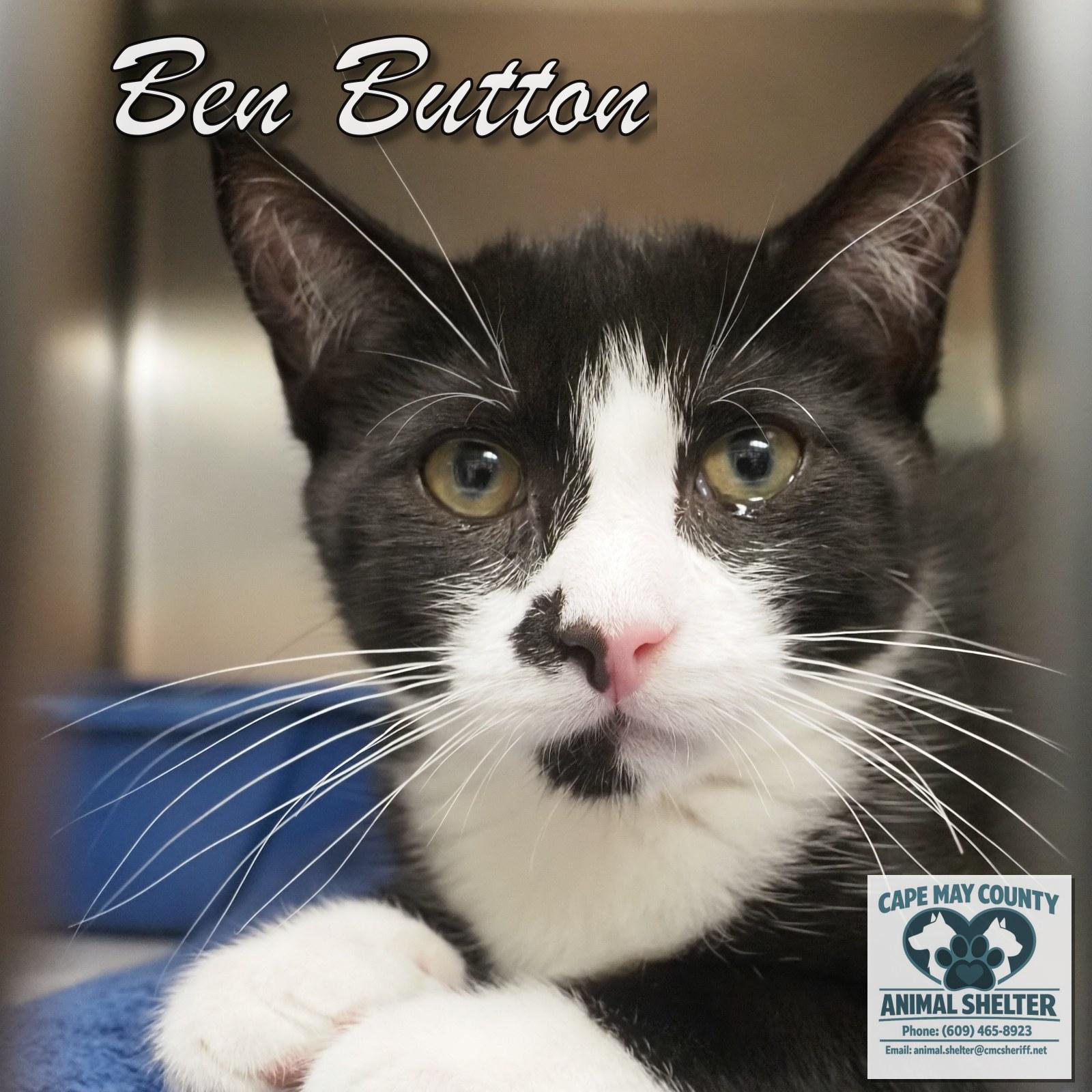 Ben Button, adopted, Young Male Domestic Short Hair.