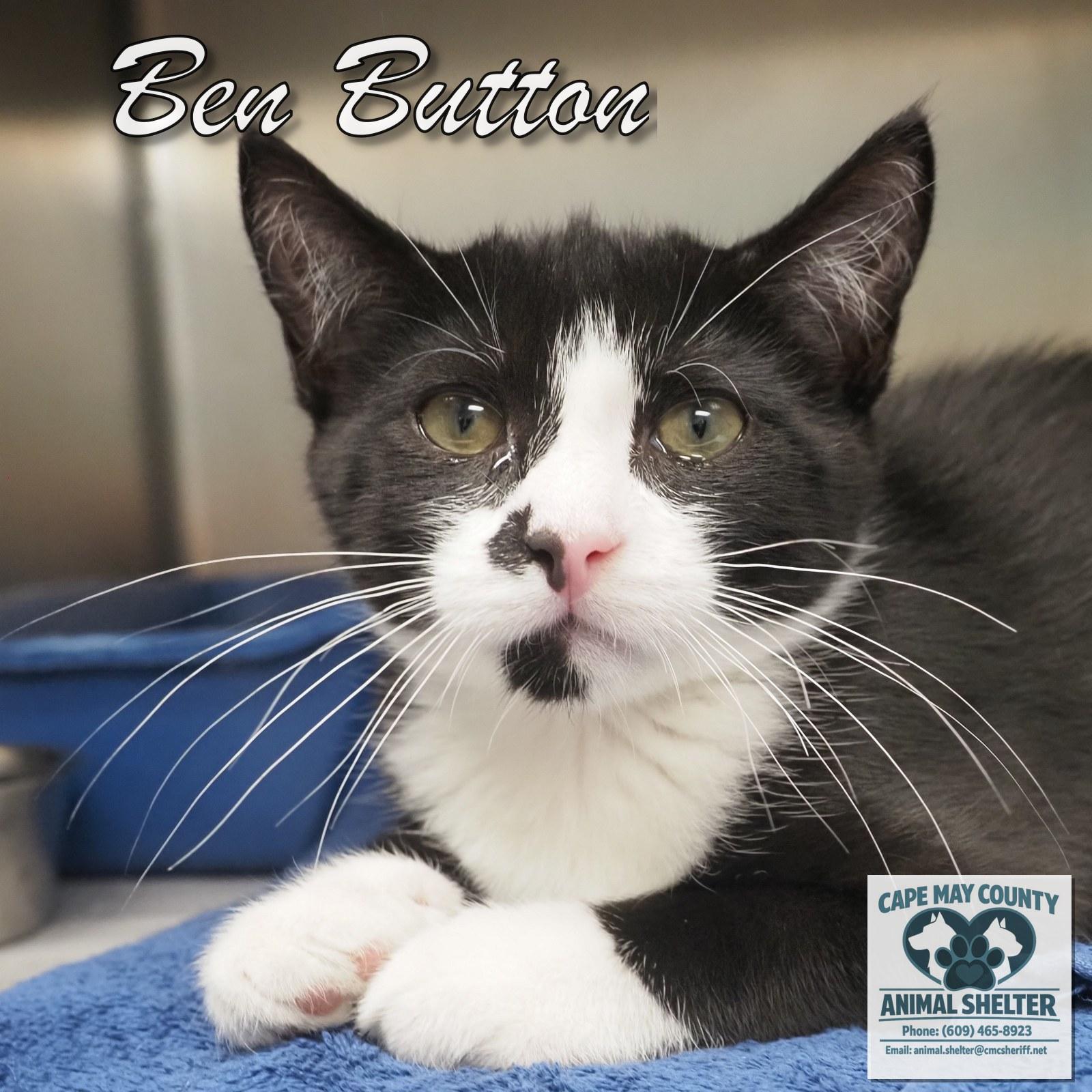 Enlarge Ben Button, an adopted Domestic Short Hair in Cape May Court House, NJ image 2/3