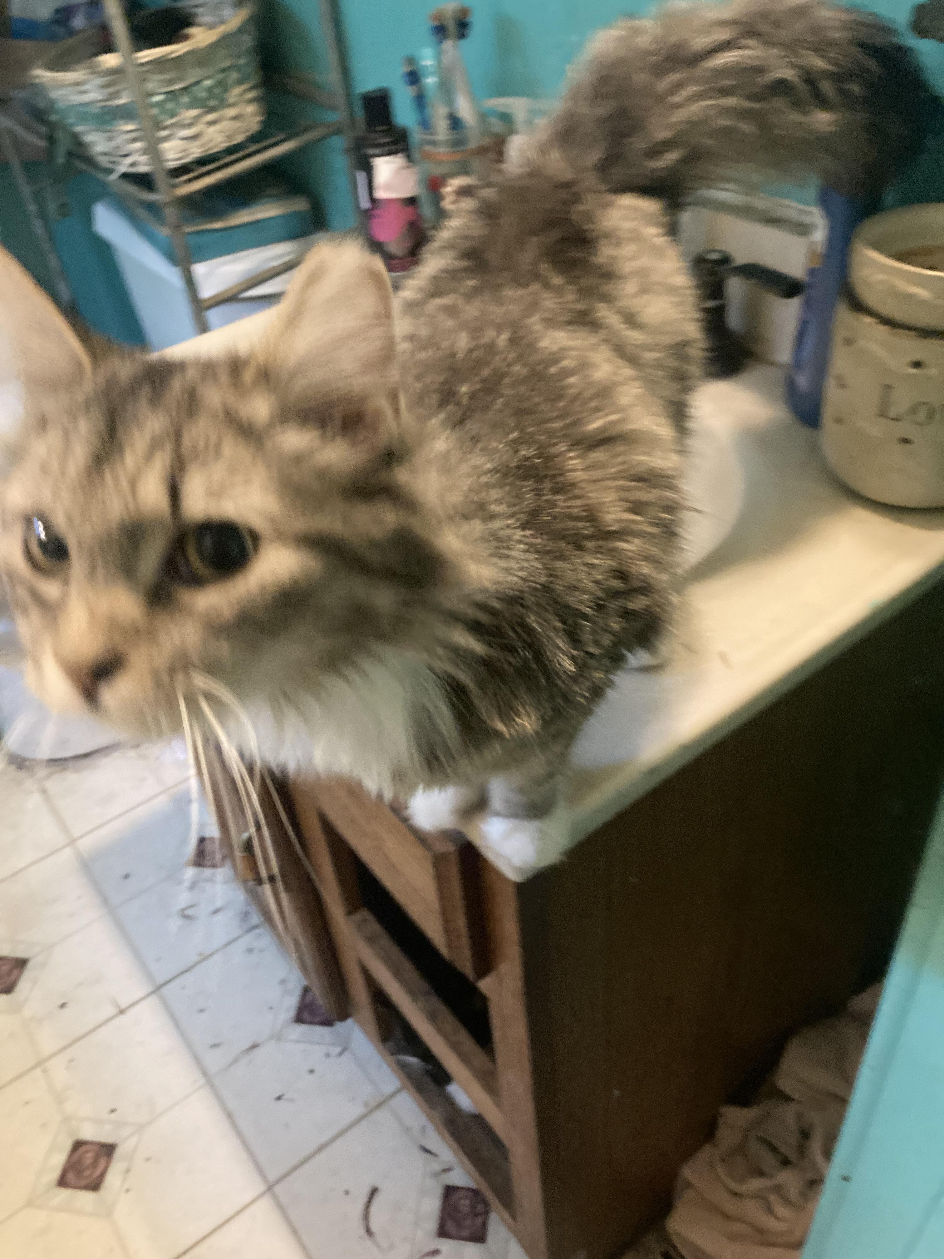 Glenda, a Adopted mixed breed in Parma, OH image 2/4