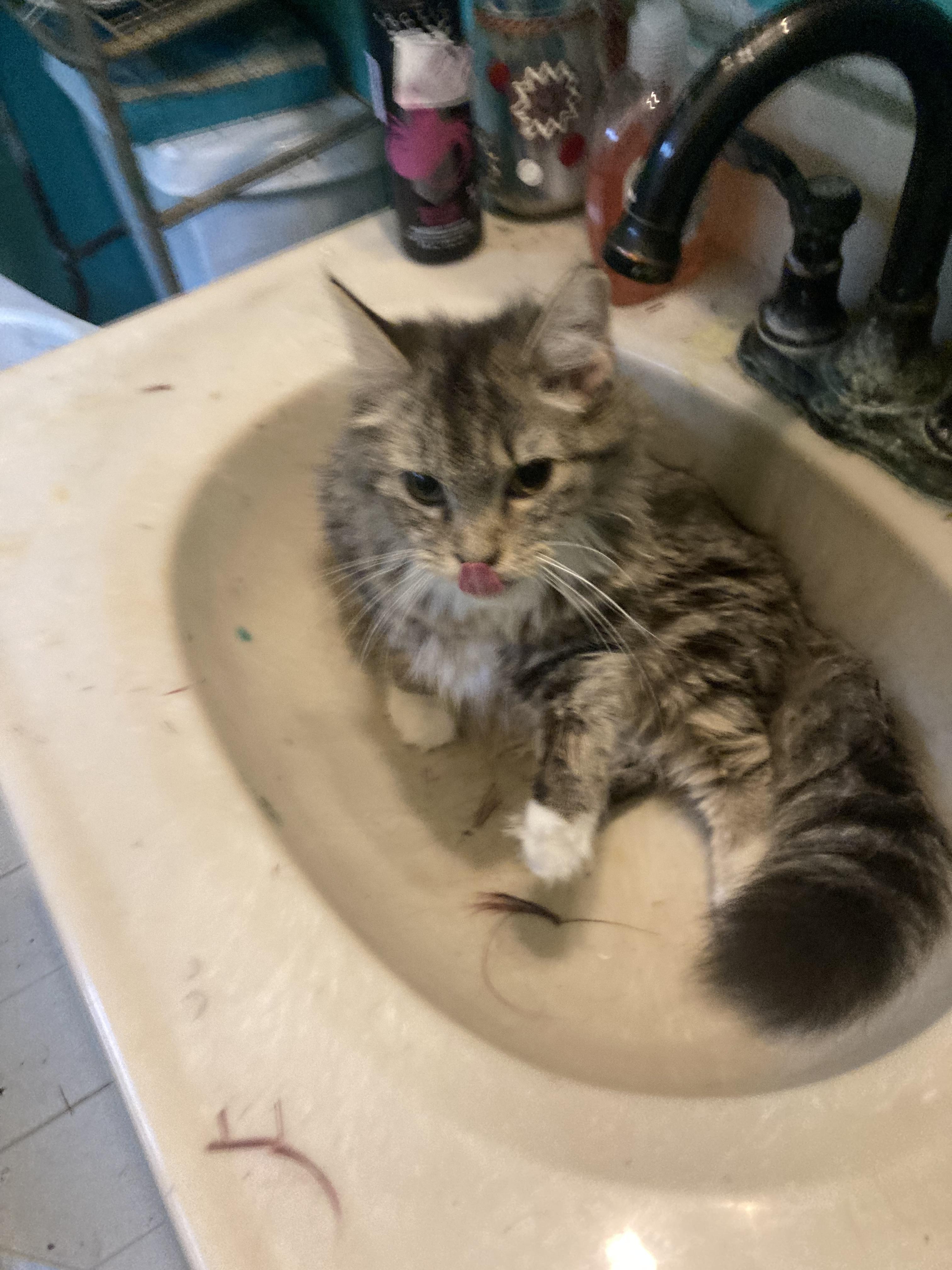 Glenda, a Adopted mixed breed in Parma, OH image 1/4