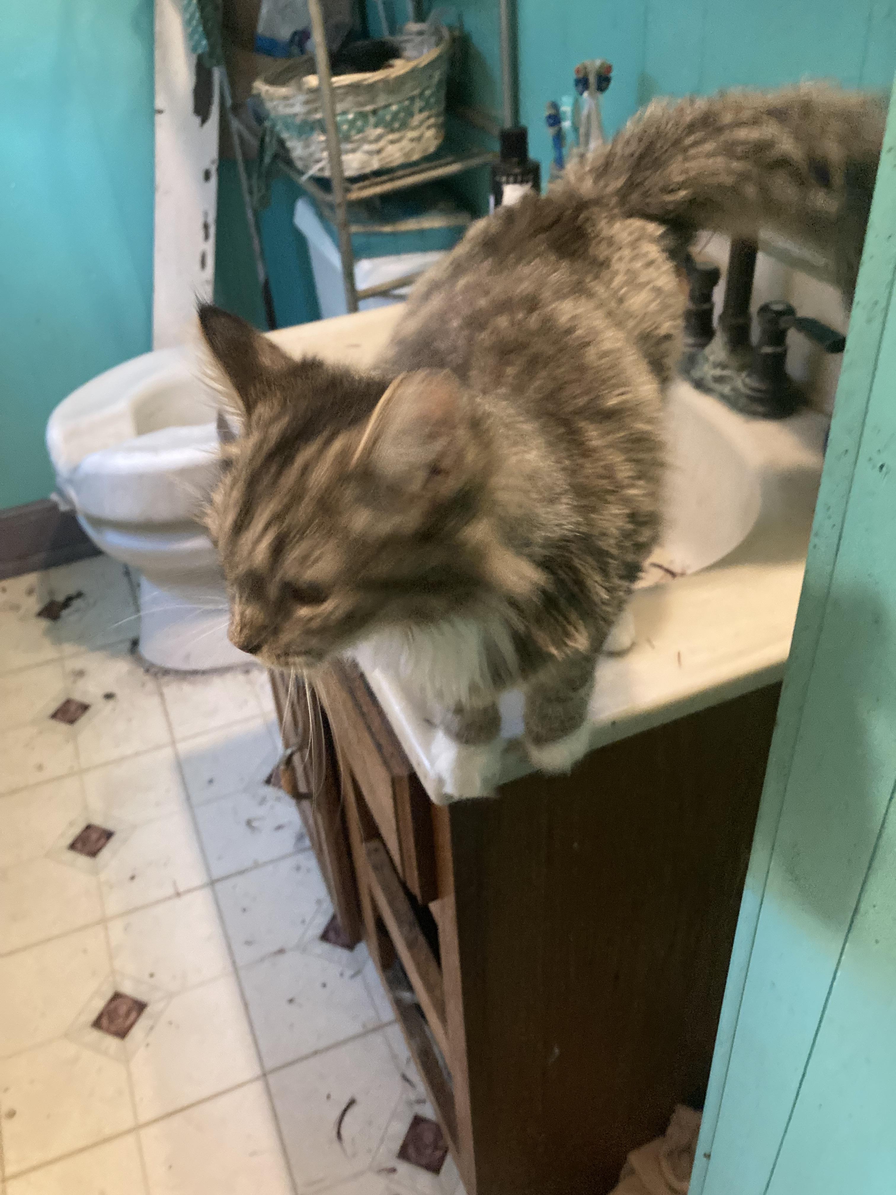 Glenda, a Adopted mixed breed in Parma, OH image 4/4