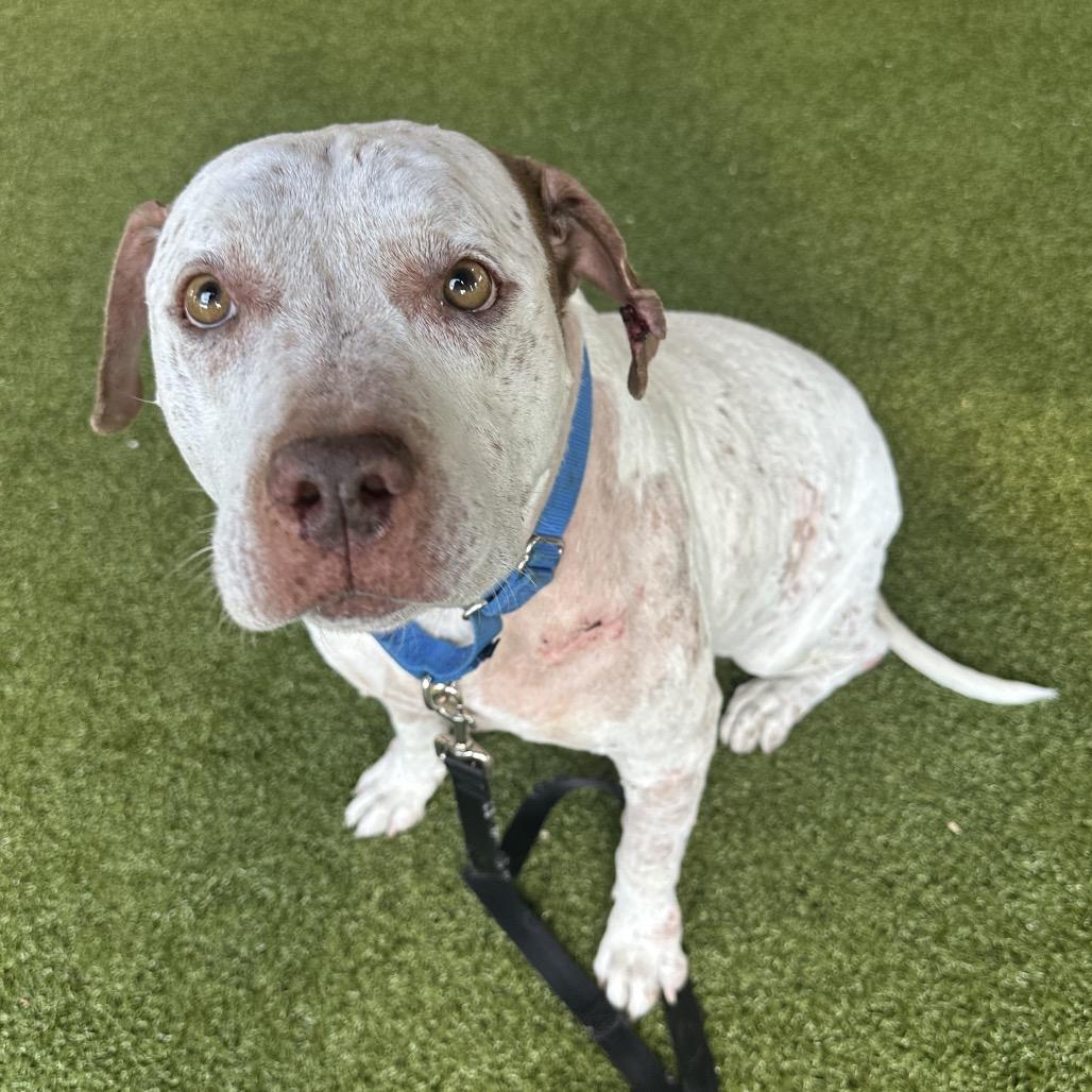 Lana, a Adoptable Mixed Breed in West Palm Beach, FL image 1/6