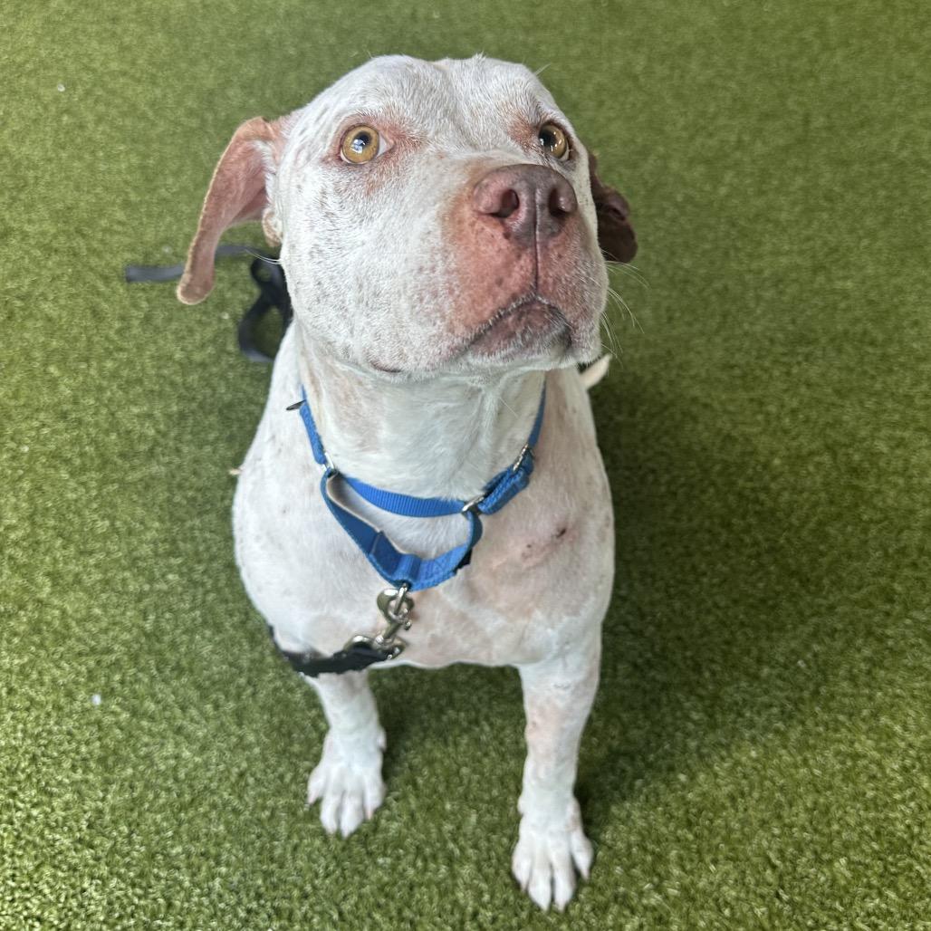 Lana, a Adoptable Mixed Breed in West Palm Beach, FL image 2/6