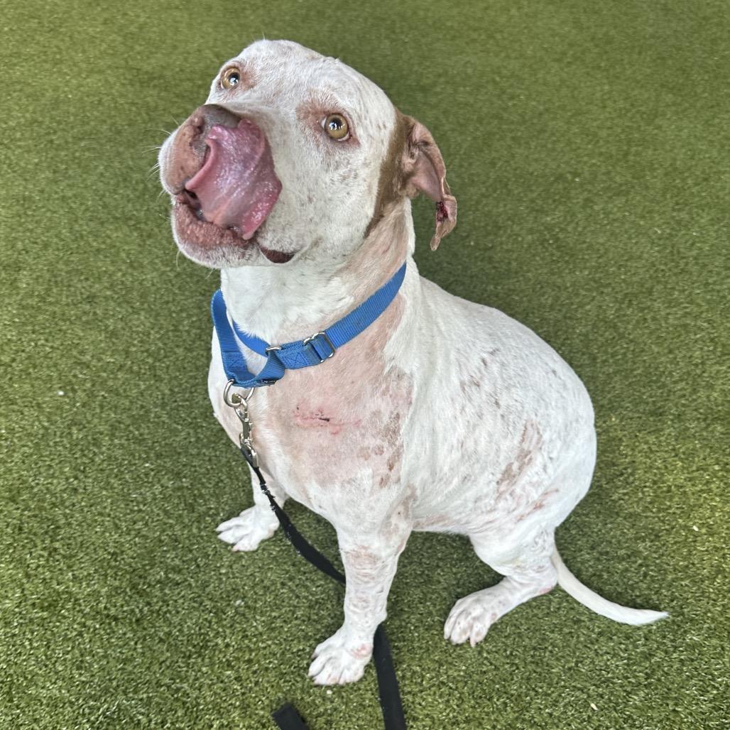 Lana, a Adoptable Mixed Breed in West Palm Beach, FL image 3/6