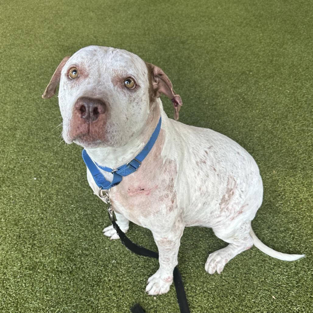 Lana, a Adoptable Mixed Breed in West Palm Beach, FL image 4/6