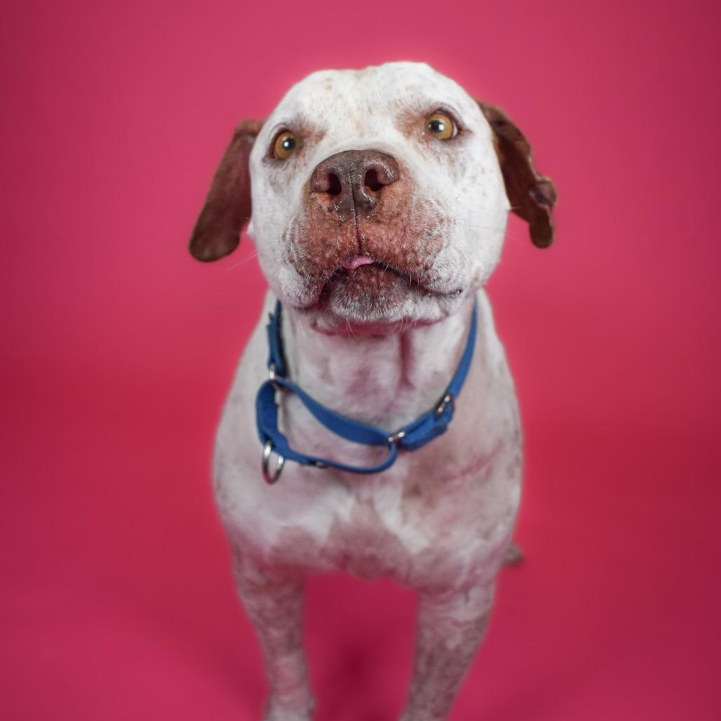 Lana, a Adoptable Mixed Breed in West Palm Beach, FL image 5/6
