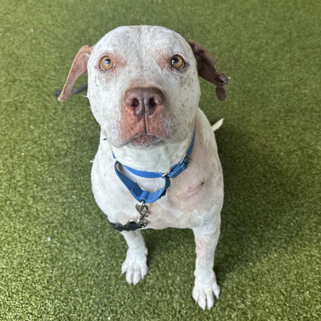 Lana, a Adoptable Mixed Breed in West Palm Beach, FL image 6/6