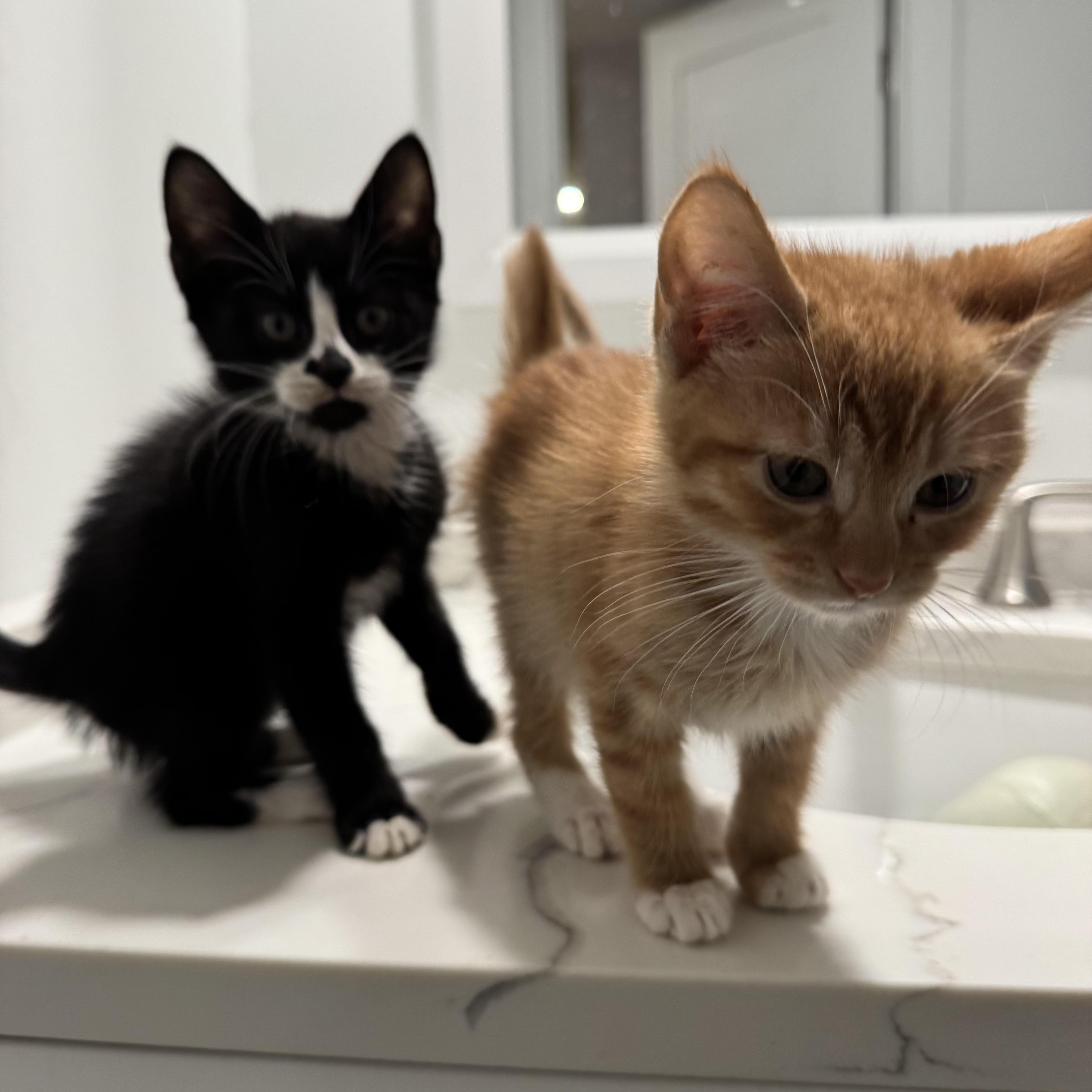 Arrow, adopted, Kitten Female Domestic Short Hair.