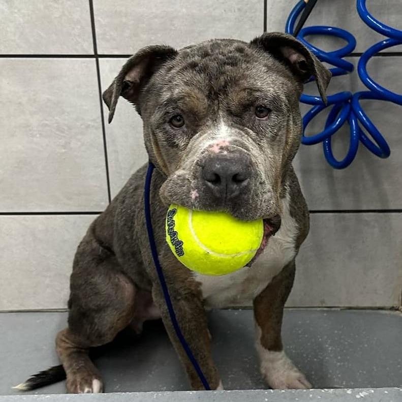 Enlarge Brawny, a Adoptable Mixed Breed in Windsor, VA image 1/1