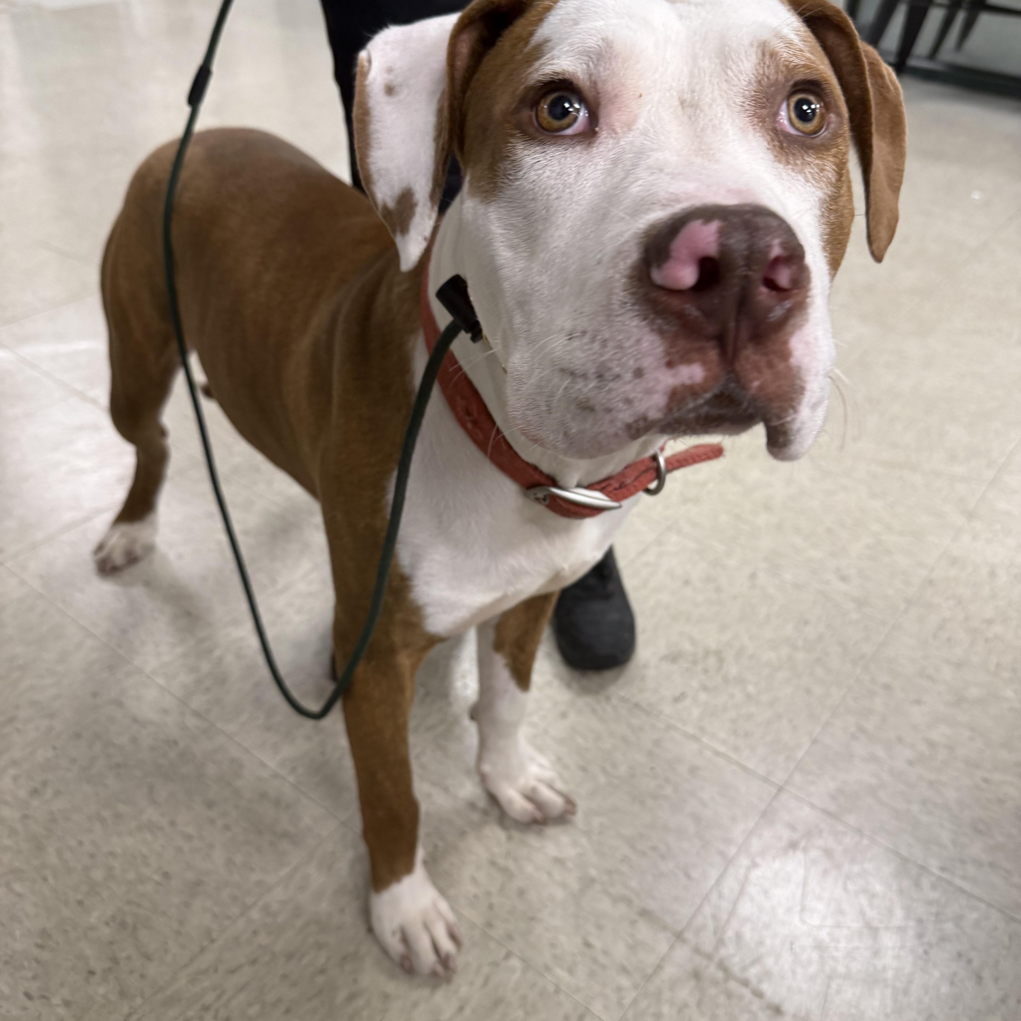Buzz, a Adoptable Mixed Breed in Homewood, IL image 1/2