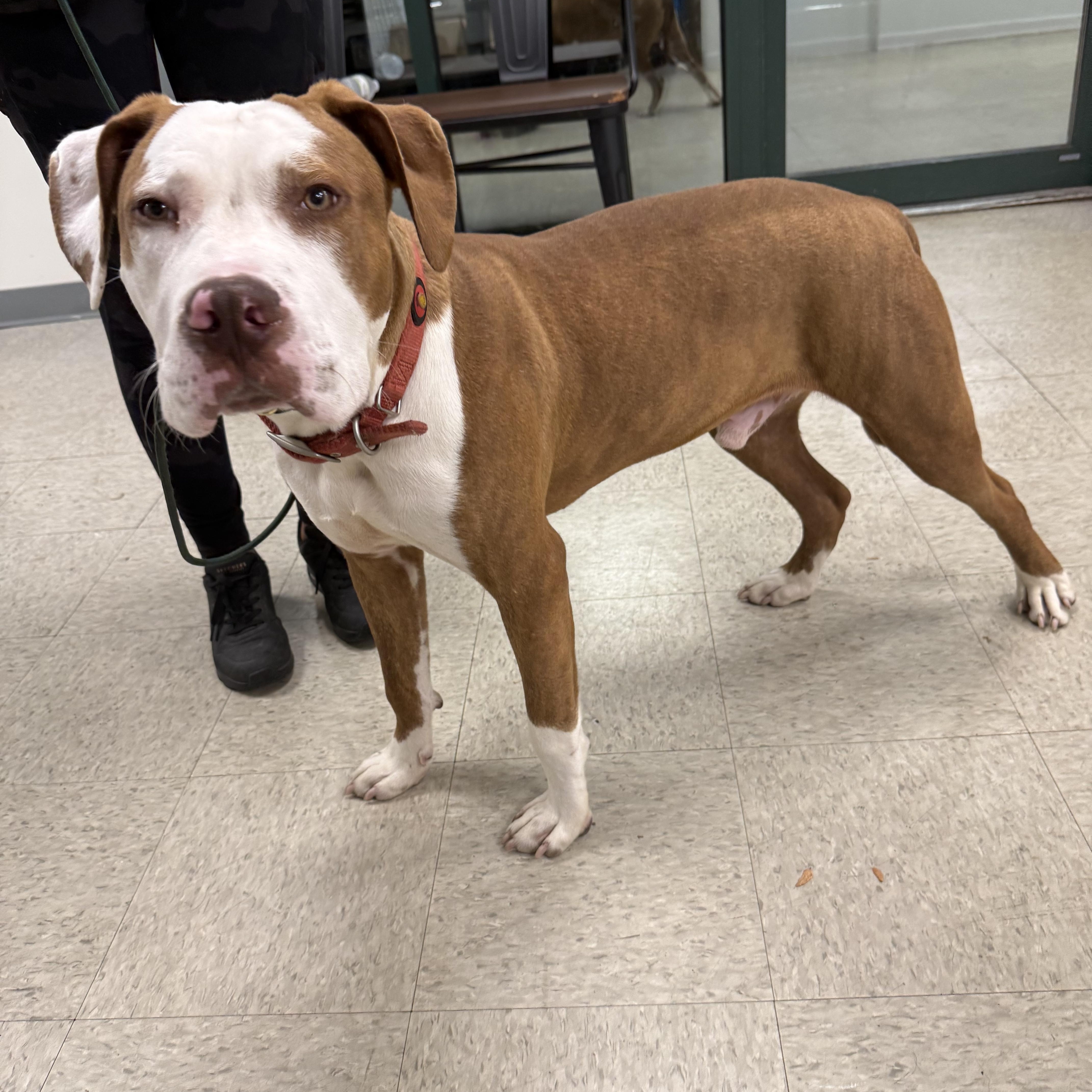 Buzz, a Adoptable Mixed Breed in Homewood, IL image 2/2