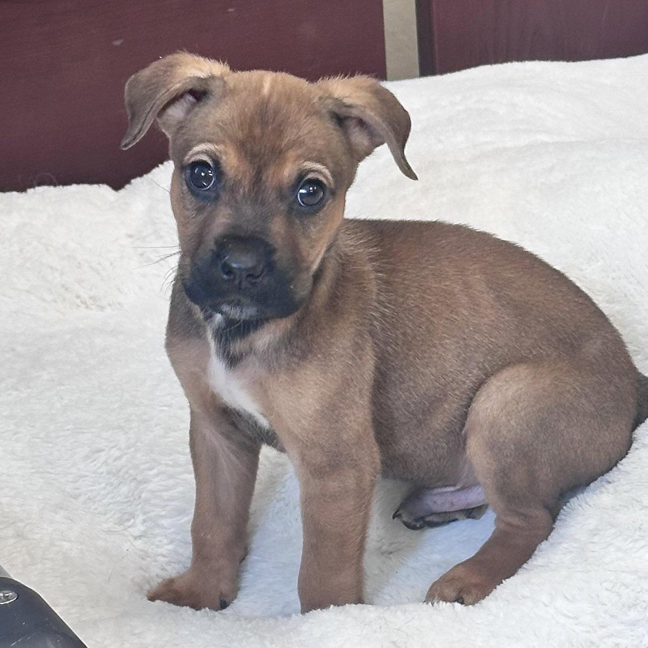 Enlarge Carl, a Adoptable Mixed Breed in Berlin, NJ image 2/2