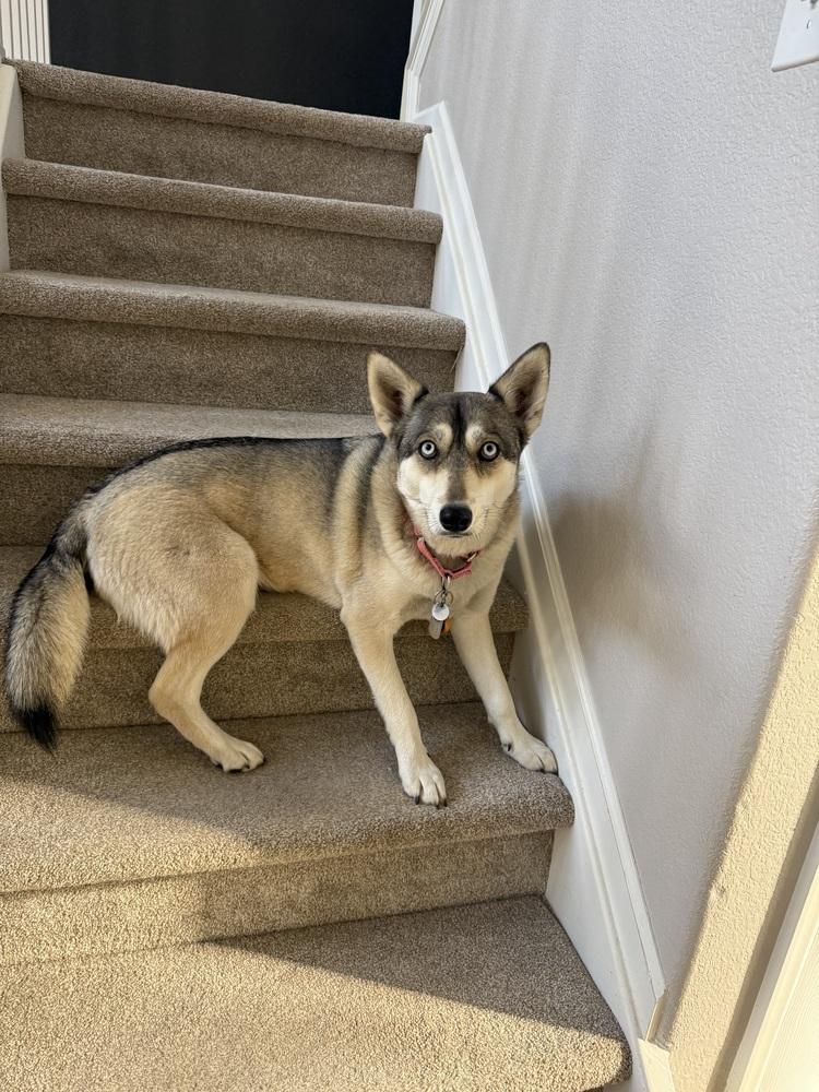 Enlarge Loba, a Adoptable mixed breed in Littleton, CO image 2/6
