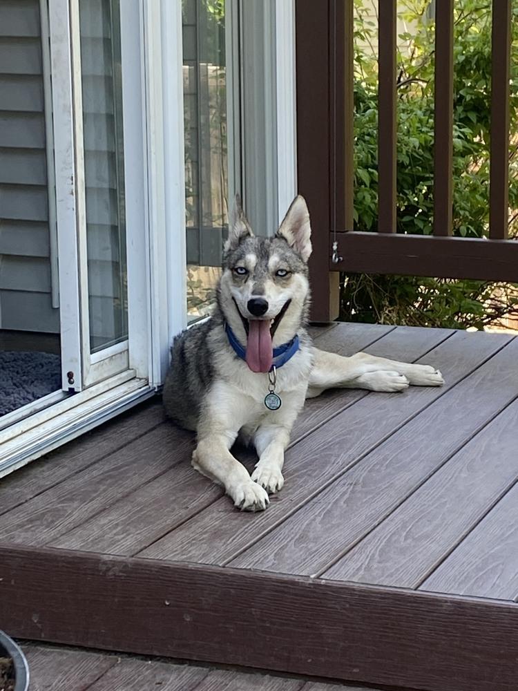 Enlarge Loba, a Adoptable mixed breed in Littleton, CO image 3/6