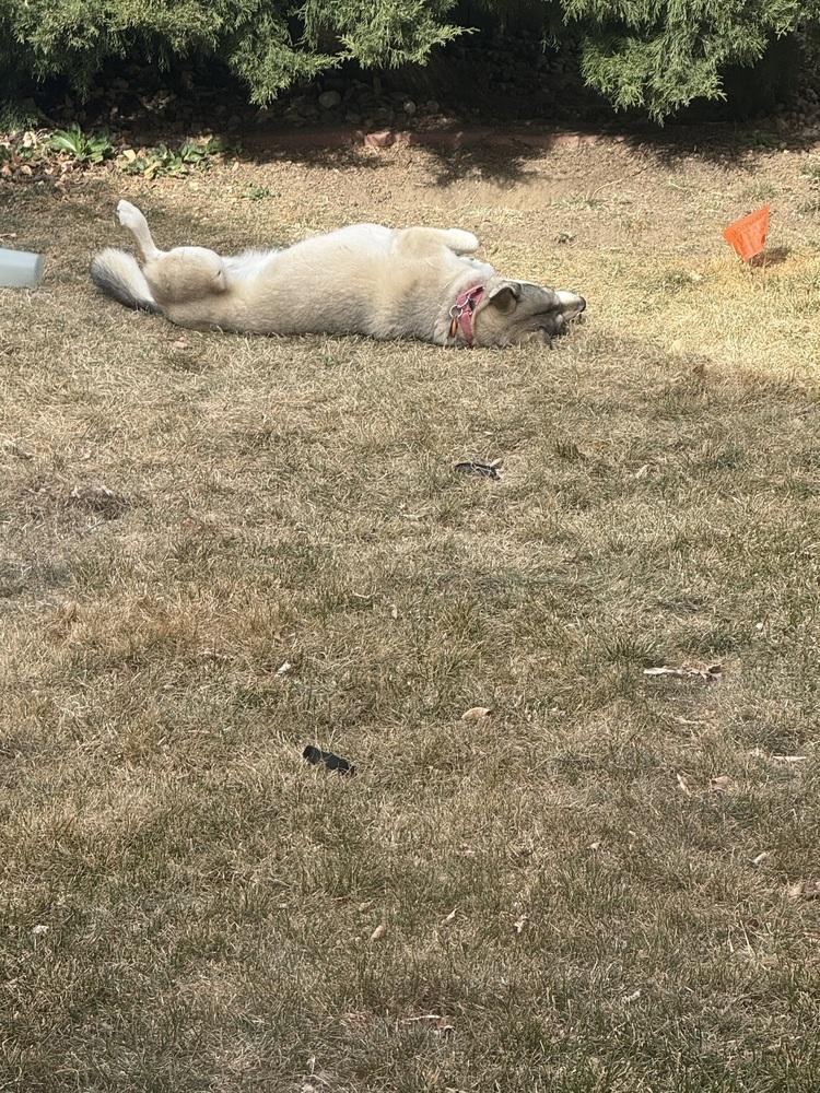 Enlarge Loba, a Adoptable mixed breed in Littleton, CO image 3/6