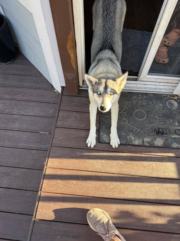 Enlarge Loba, a Adoptable mixed breed in Littleton, CO image 4/6