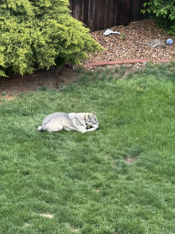 Enlarge Loba, a Adoptable mixed breed in Littleton, CO image 5/6