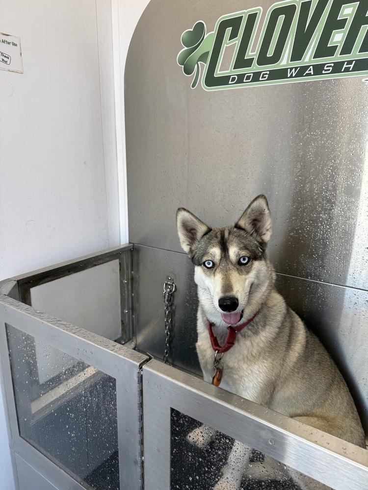 Enlarge Loba, a Adoptable mixed breed in Littleton, CO image 4/6