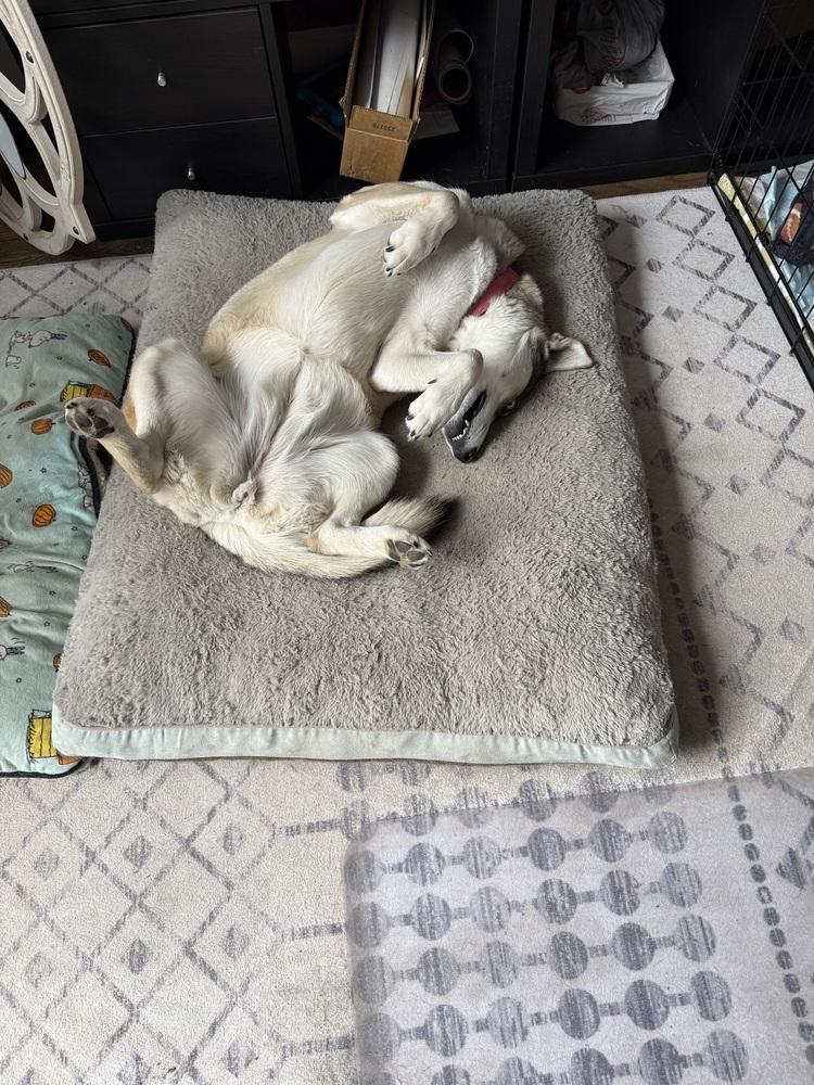 Enlarge Loba, a Adoptable mixed breed in Littleton, CO image 5/6