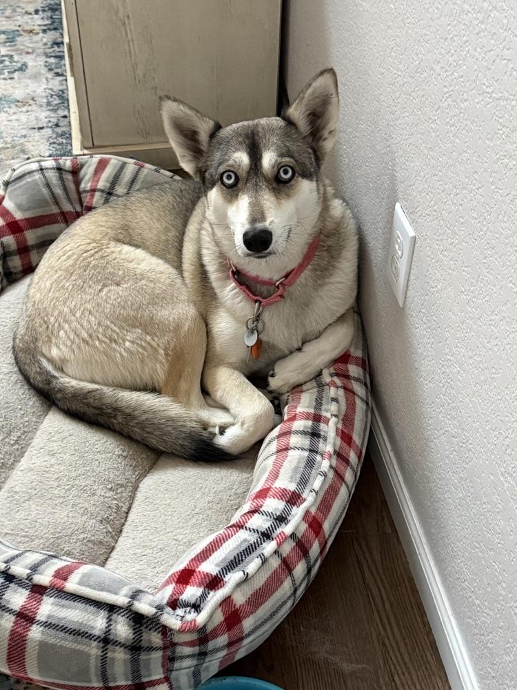 Enlarge Loba, a Adoptable mixed breed in Littleton, CO image 6/6