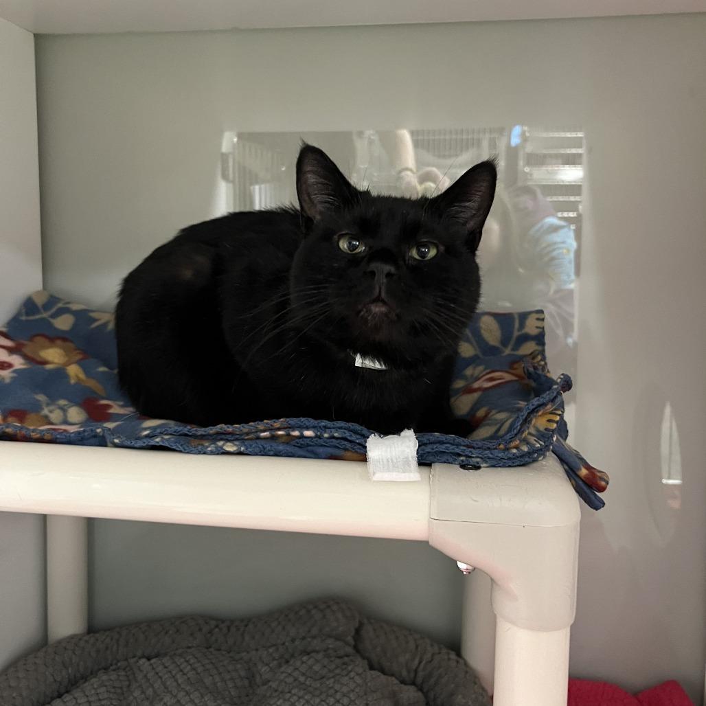 Enlarge Batcat, a Adoptable Domestic Short Hair in Saint Cloud, MN image 1/6