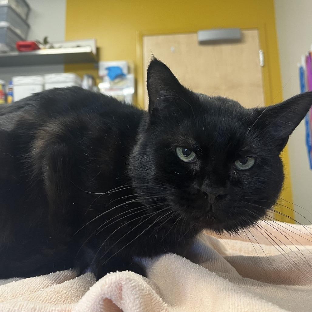 Enlarge Batcat, a Adoptable Domestic Short Hair in Saint Cloud, MN image 2/6