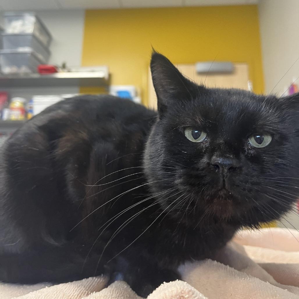 Enlarge Batcat, a Adoptable Domestic Short Hair in Saint Cloud, MN image 3/6