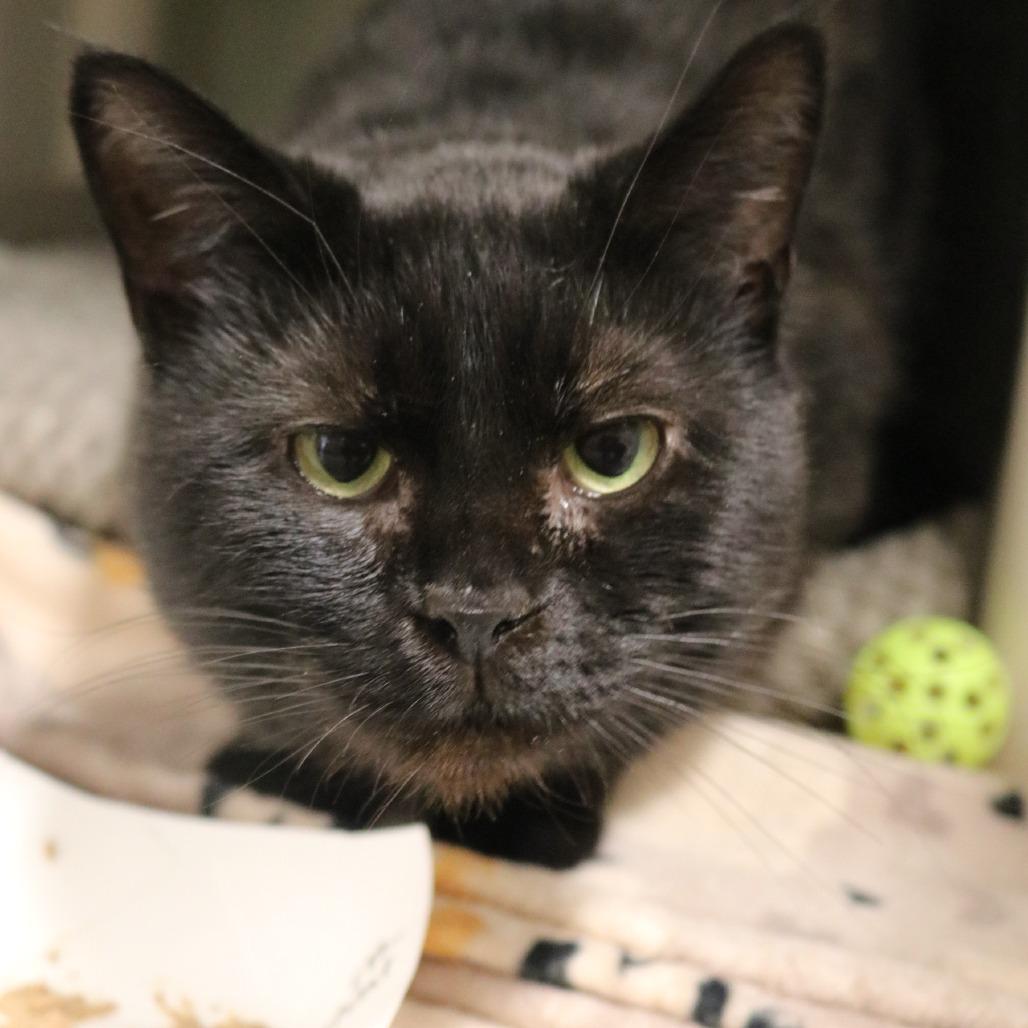 Enlarge Batcat, a Adoptable Domestic Short Hair in Saint Cloud, MN image 4/6