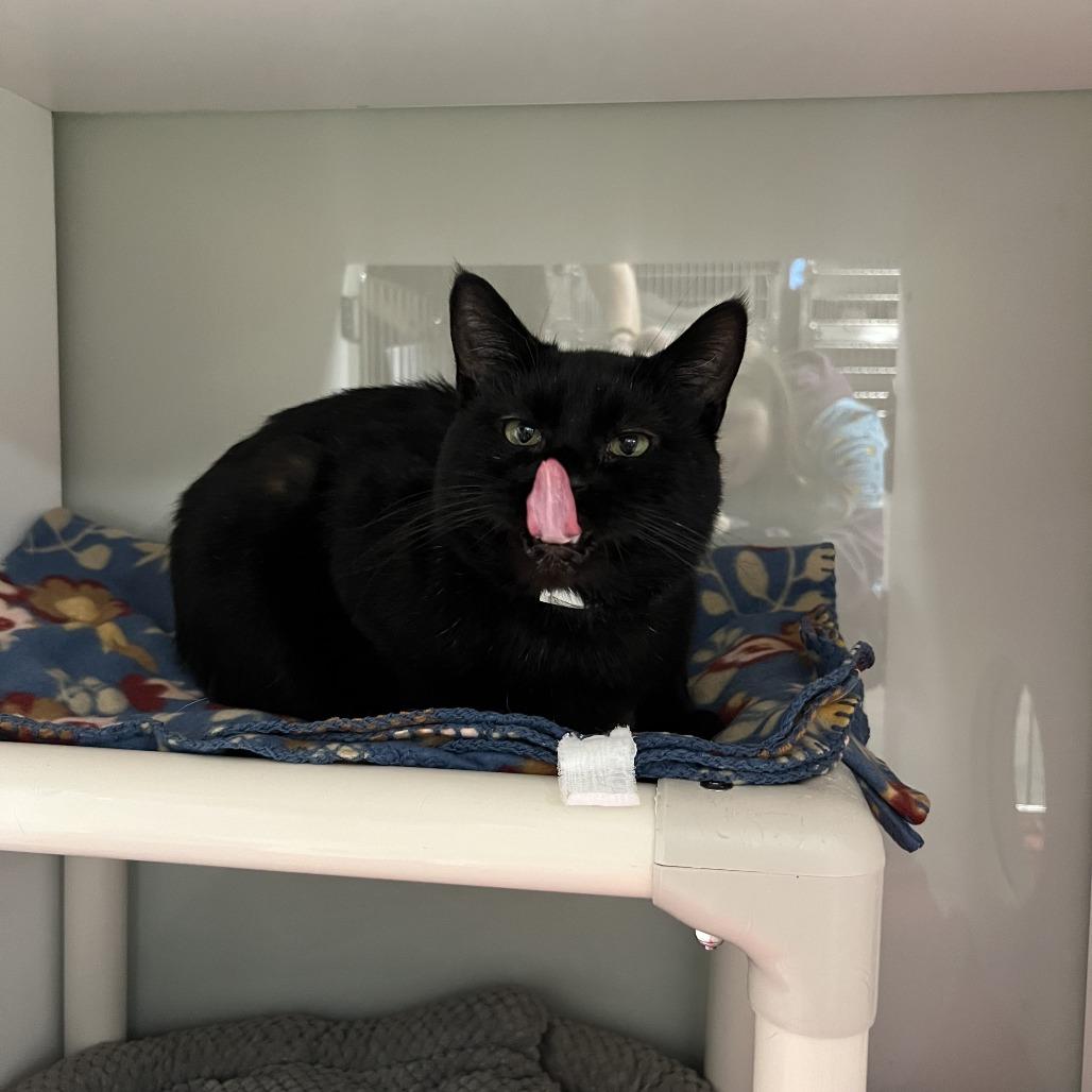 Enlarge Batcat, a Adoptable Domestic Short Hair in Saint Cloud, MN image 5/6