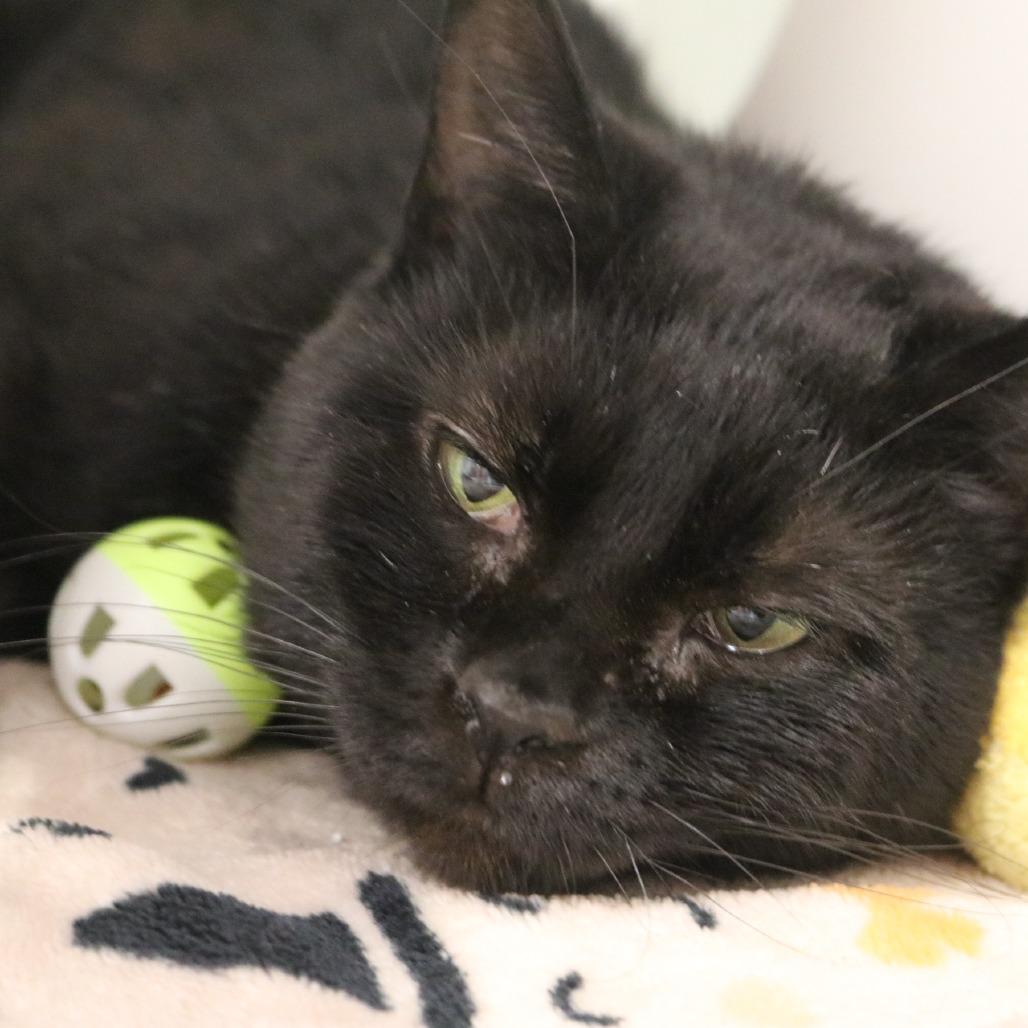Enlarge Batcat, a Adoptable Domestic Short Hair in Saint Cloud, MN image 6/6