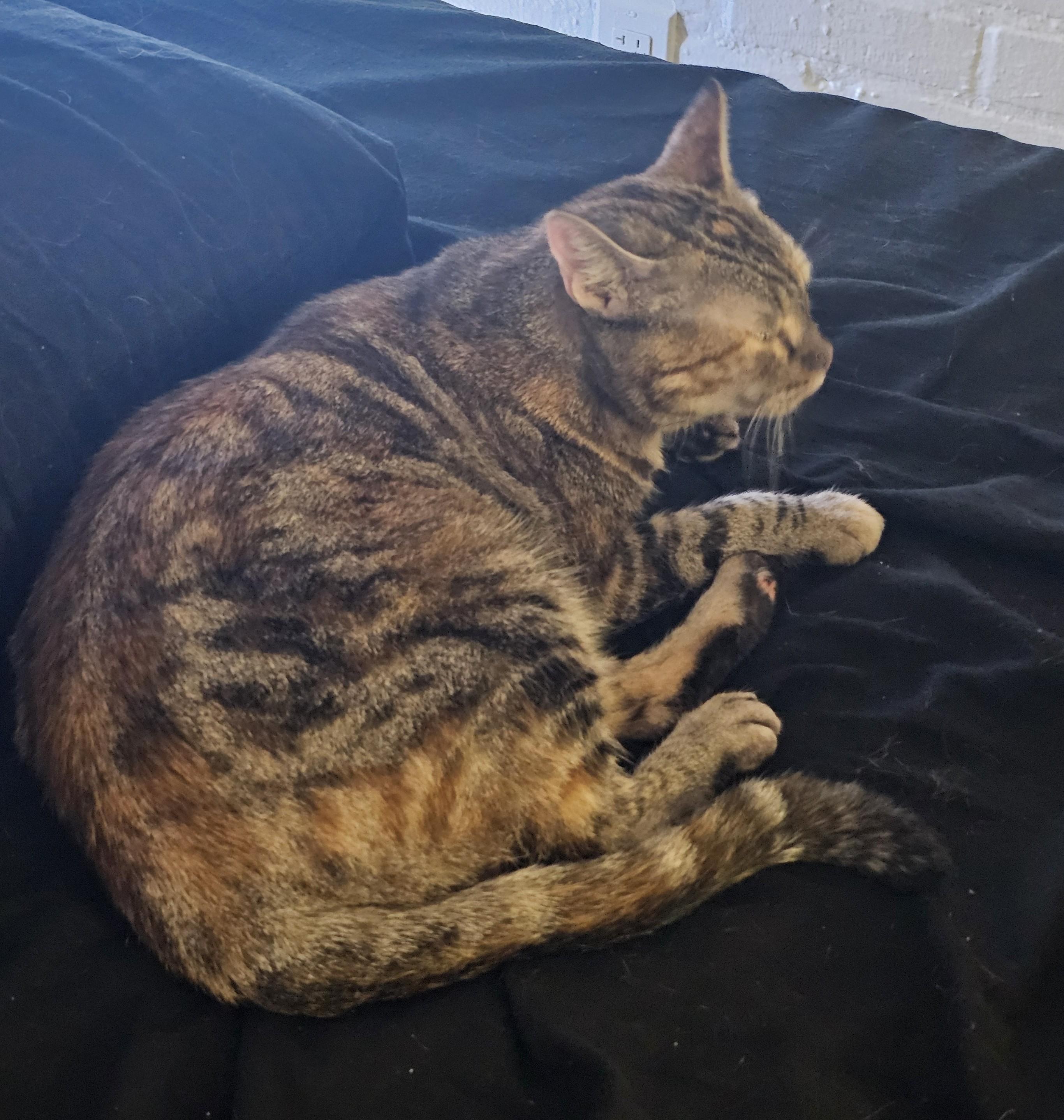 Amber, a ADOPTABLE Domestic Short Hair in Phoenix, AZ image 2/3