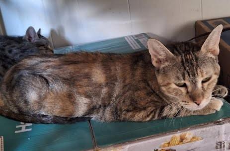 Amber, a ADOPTABLE Domestic Short Hair in Phoenix, AZ image 1/3