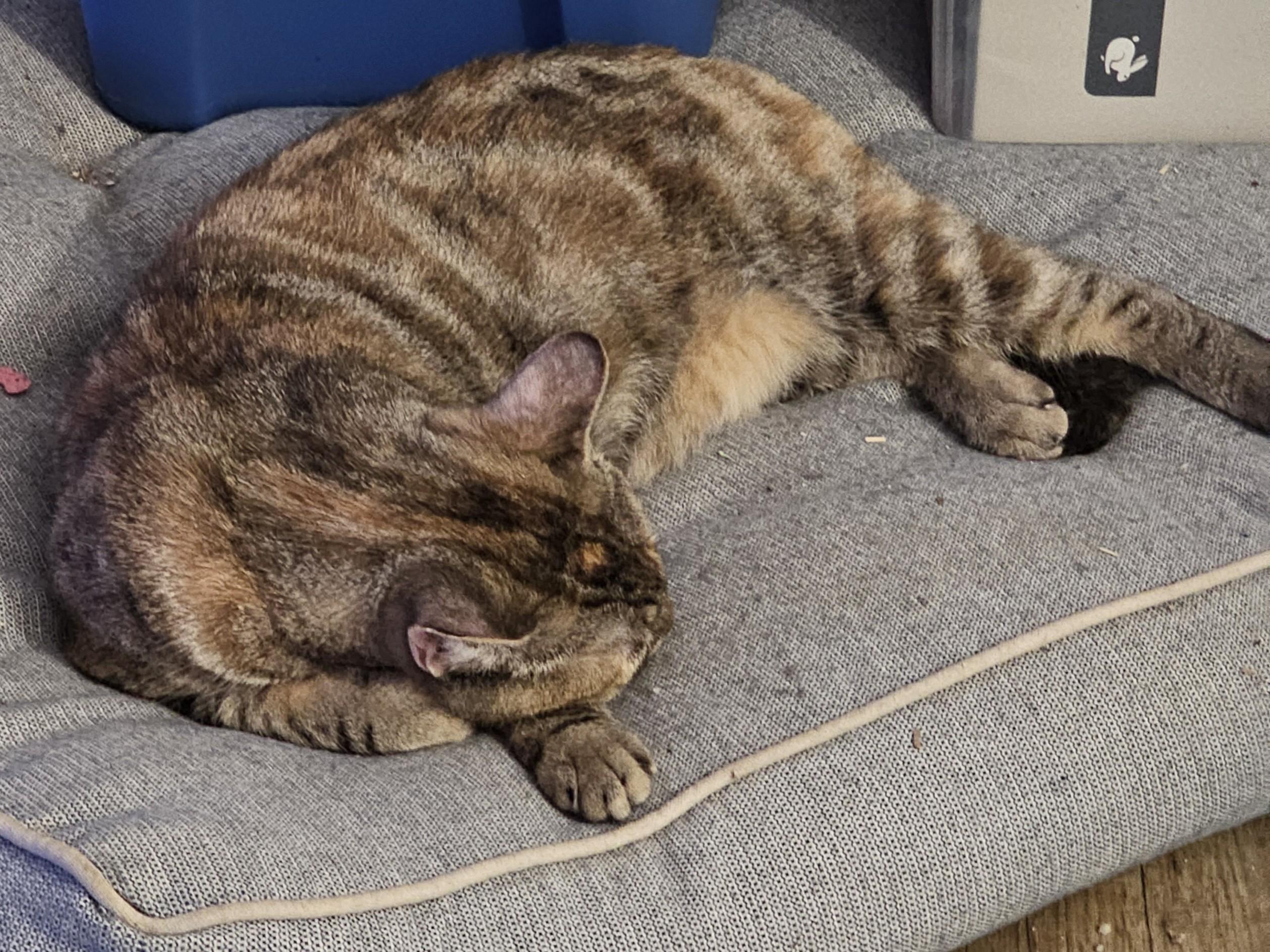 Amber, a ADOPTABLE Domestic Short Hair in Phoenix, AZ image 3/3