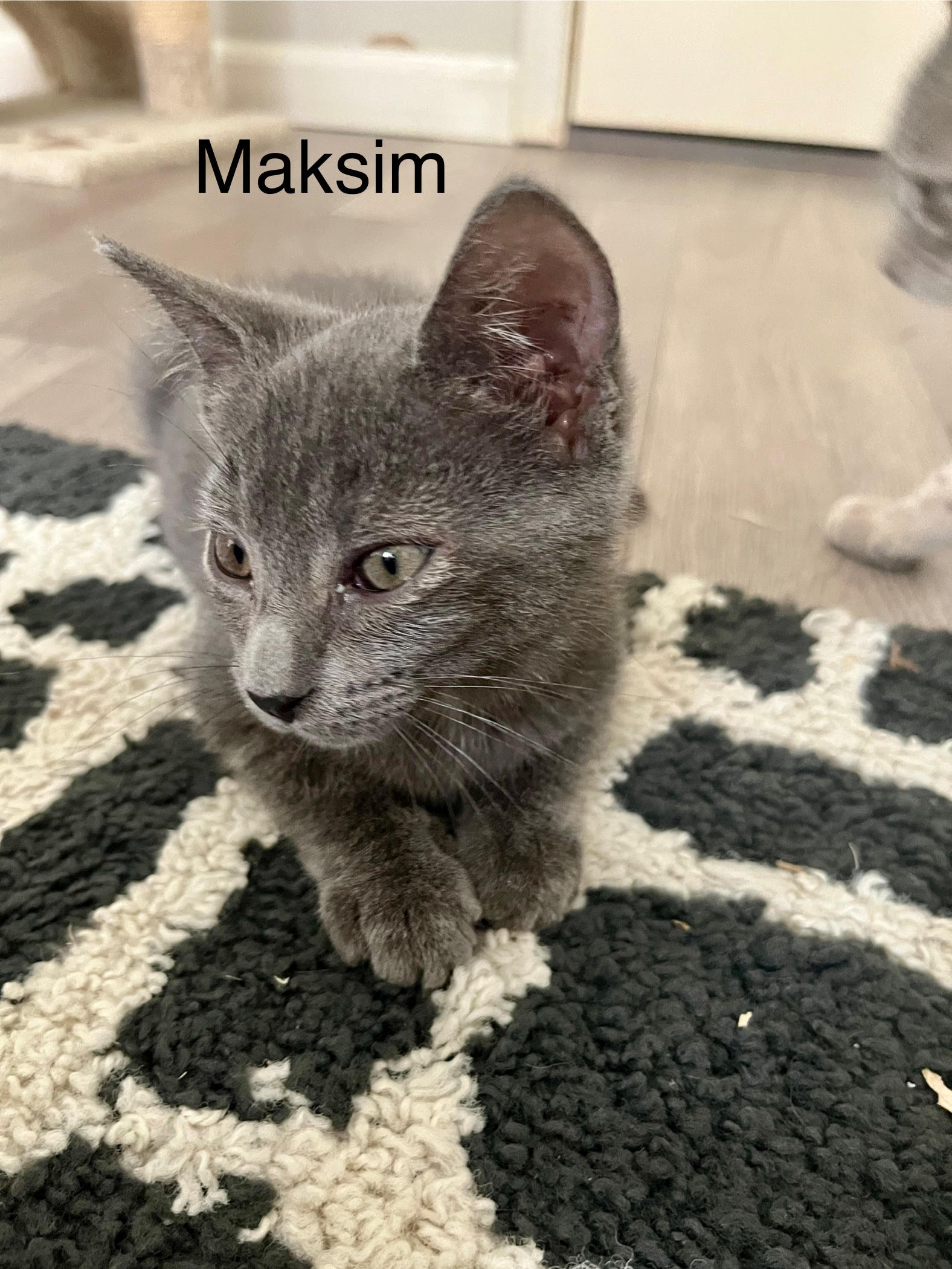 Cat for adoption Maksim (must be adopted with Lottie), a Russian Blue