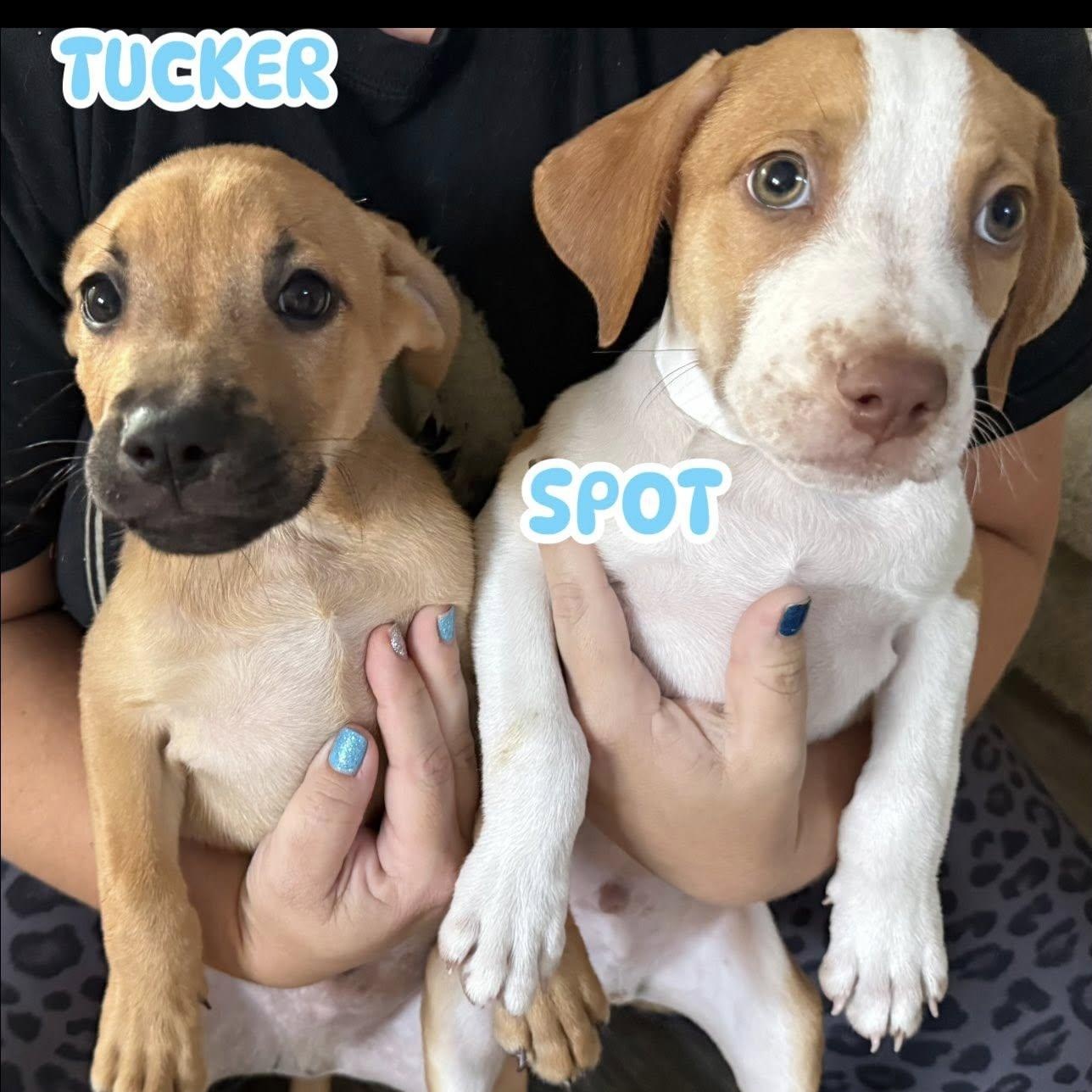 Tucker