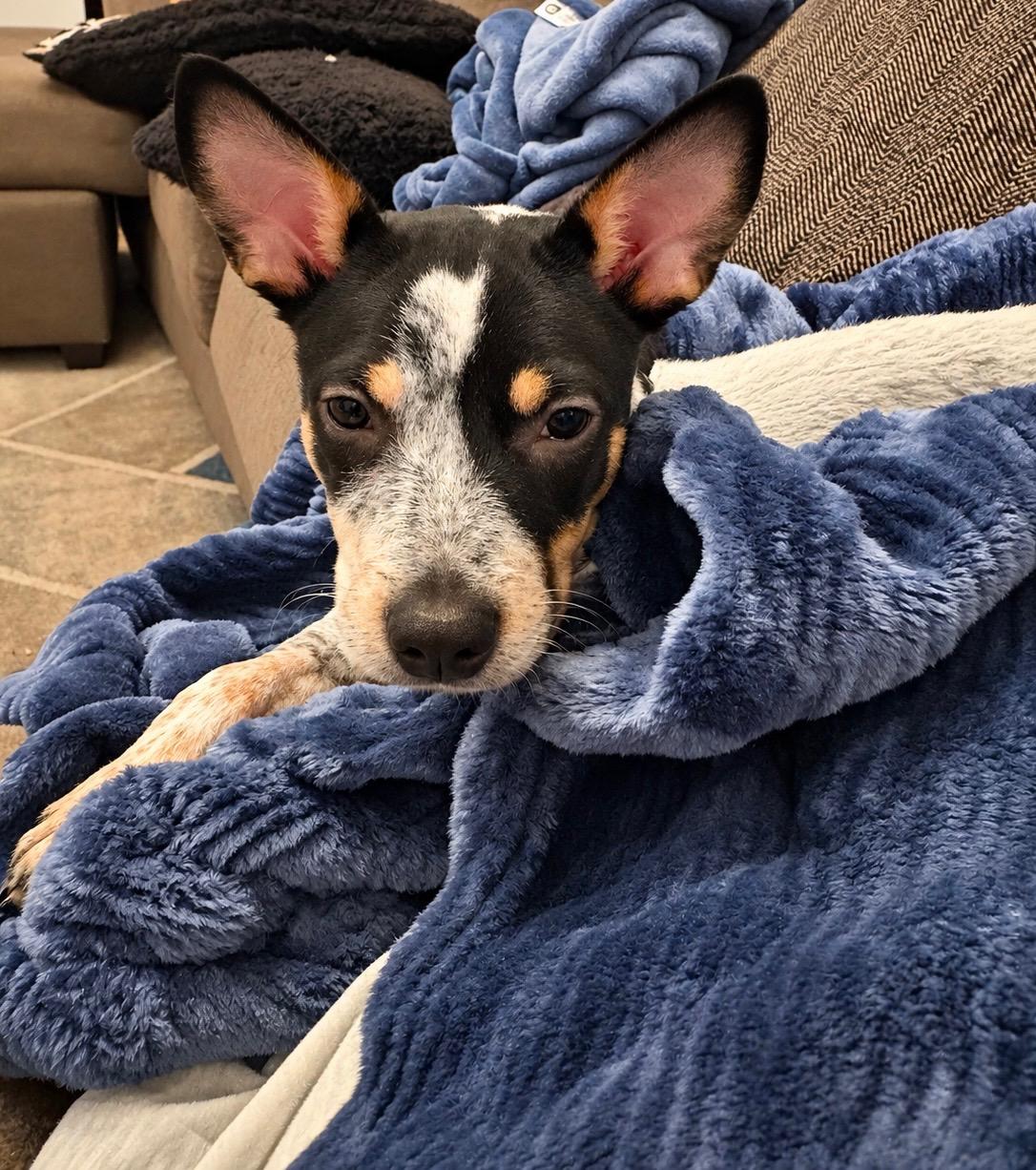Enlarge Minnow, a Adoptable mixed breed in Copiague, NY image 1/5