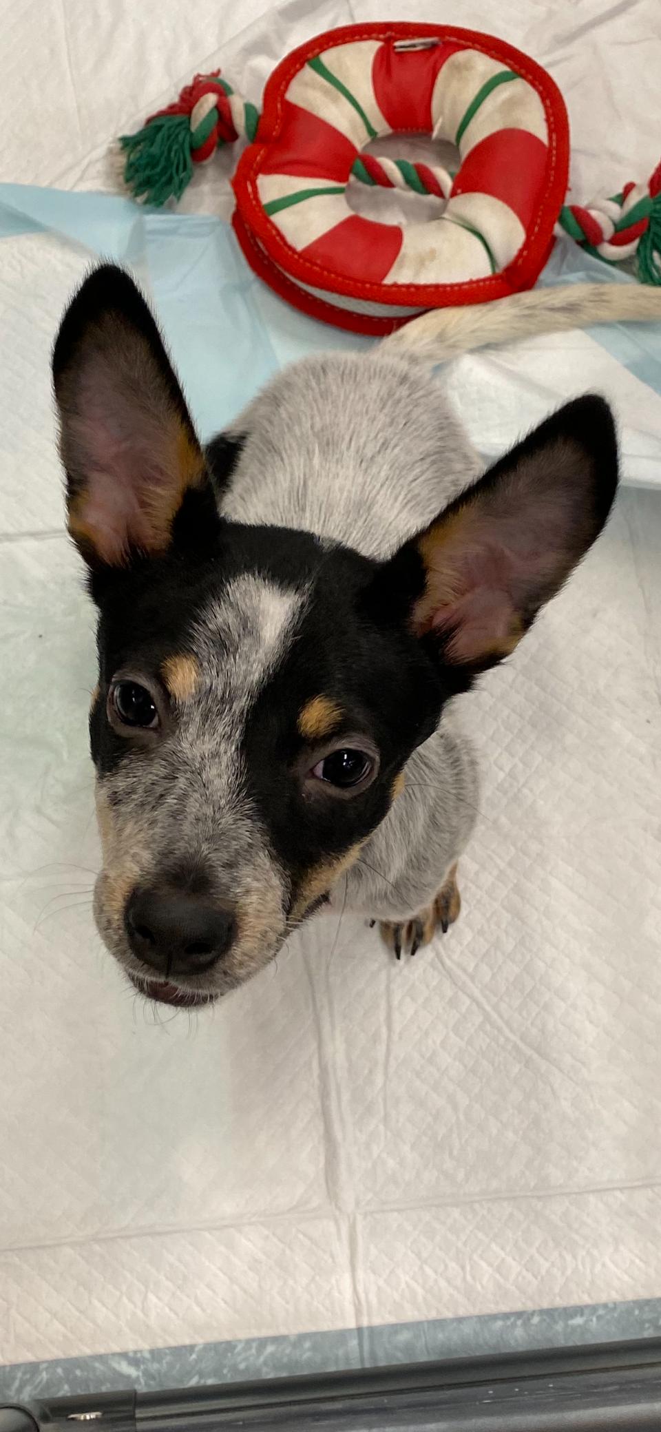 Enlarge Minnow, a Adoptable mixed breed in Copiague, NY image 4/5