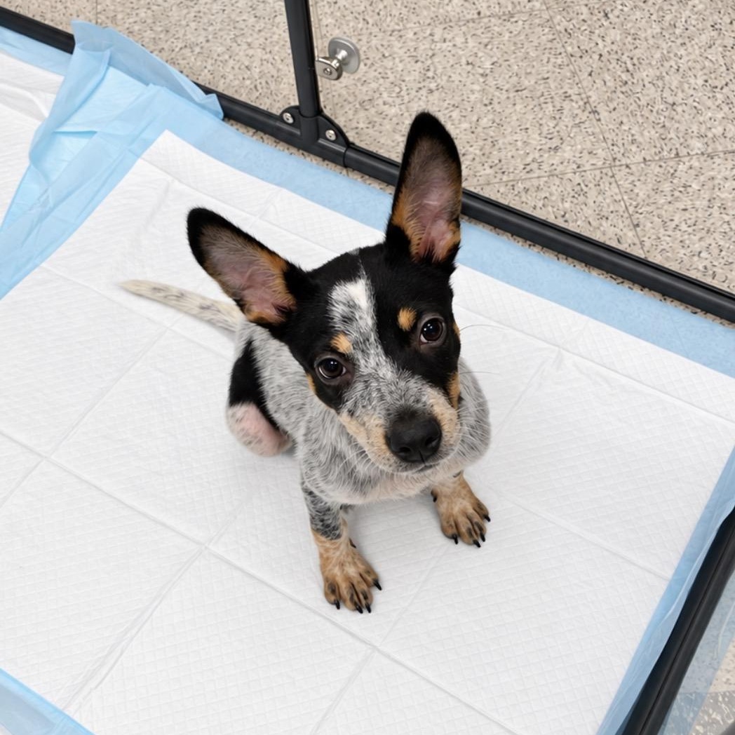 Enlarge Minnow, a Adoptable mixed breed in Copiague, NY image 3/5