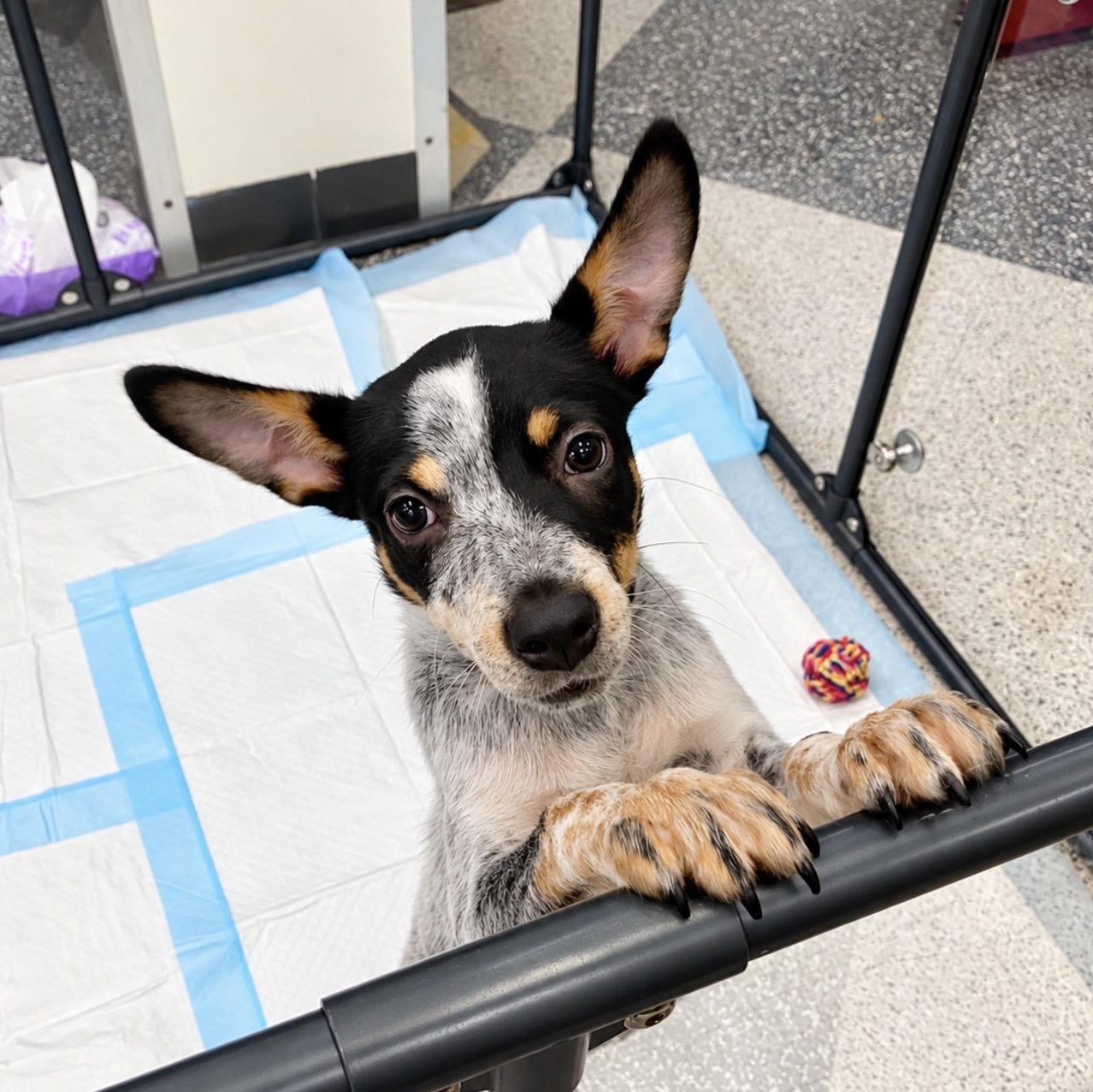 Enlarge Minnow, a Adoptable mixed breed in Copiague, NY image 2/5