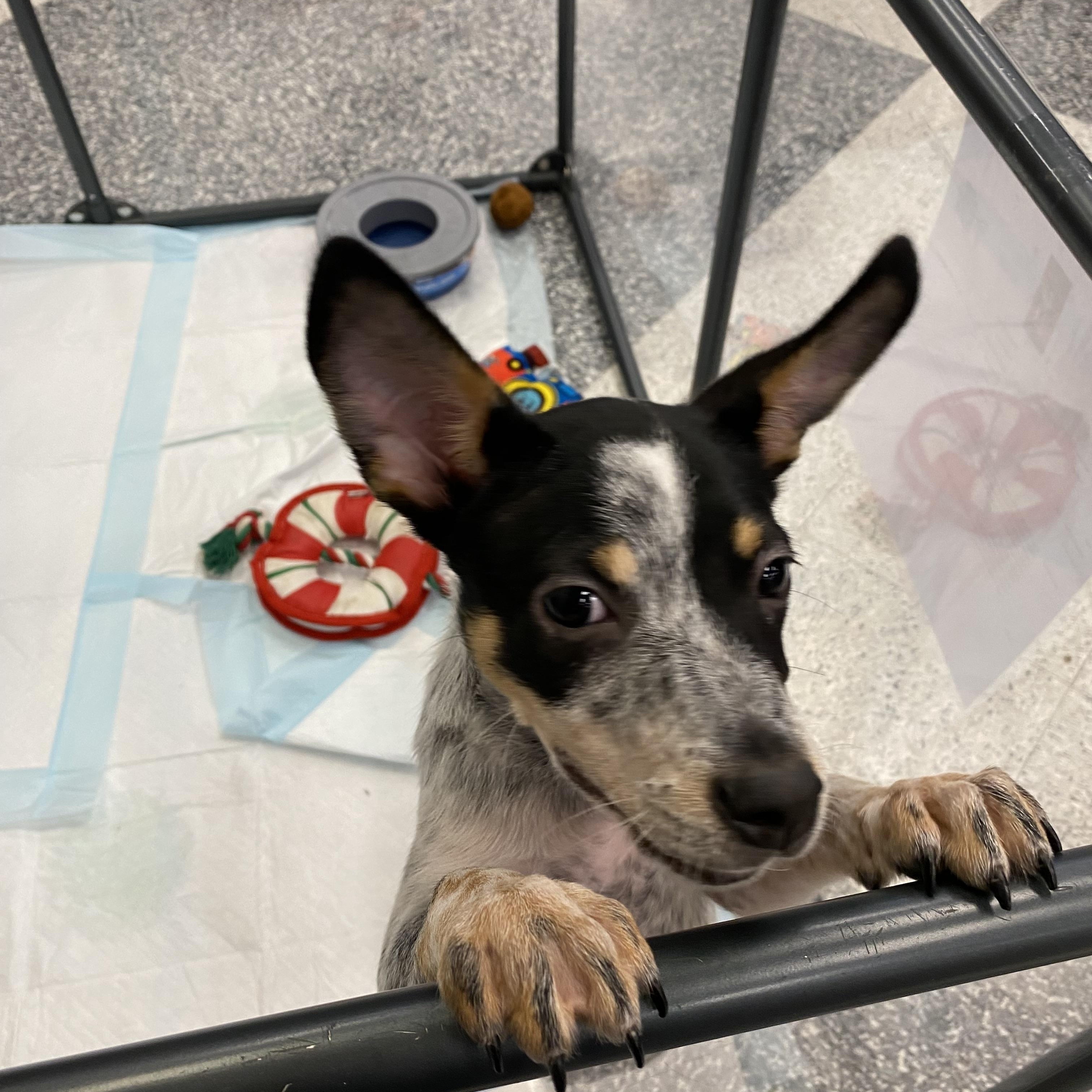Enlarge Minnow, a Adoptable mixed breed in Copiague, NY image 5/5