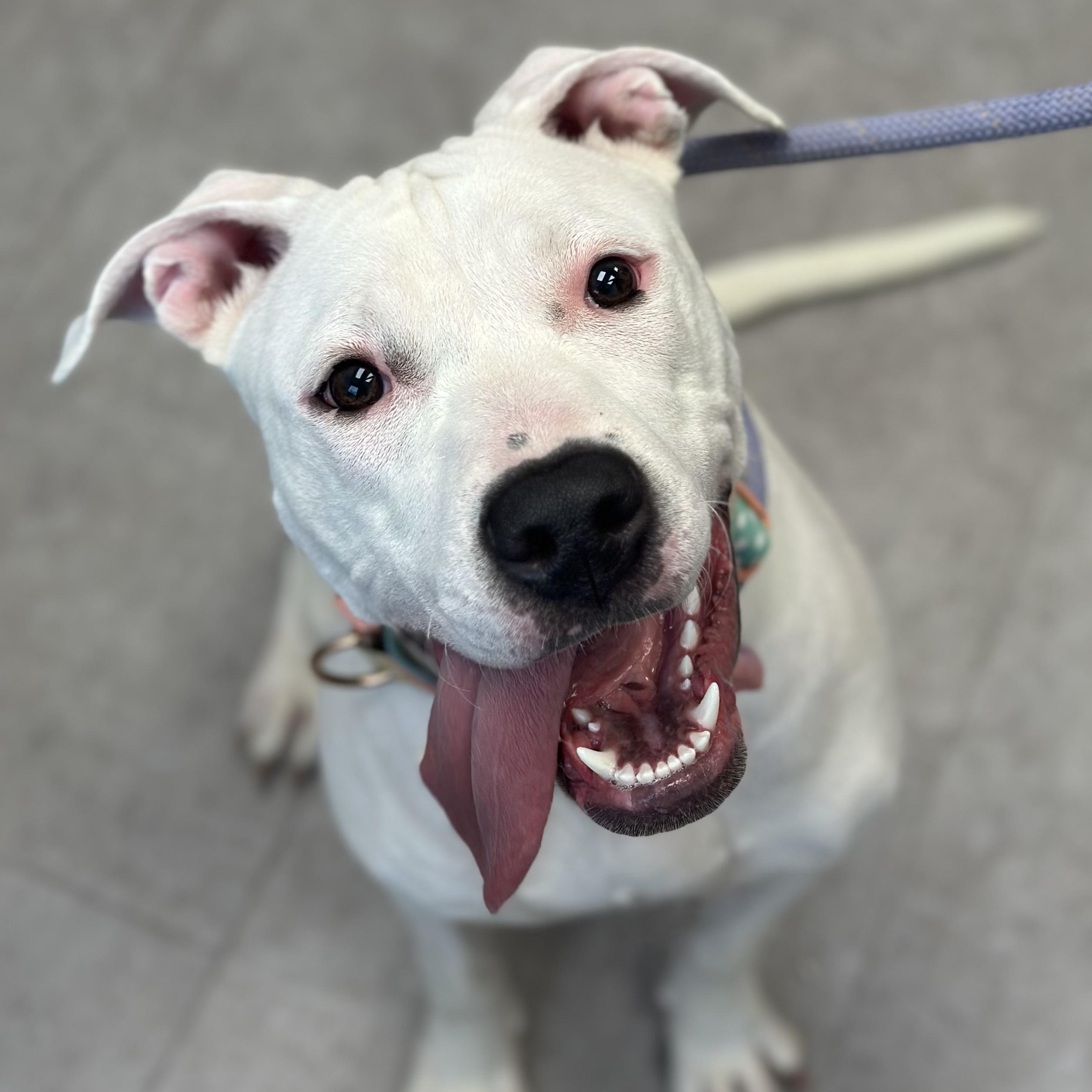 Snow, adopted, Puppy Female Mixed Breed.