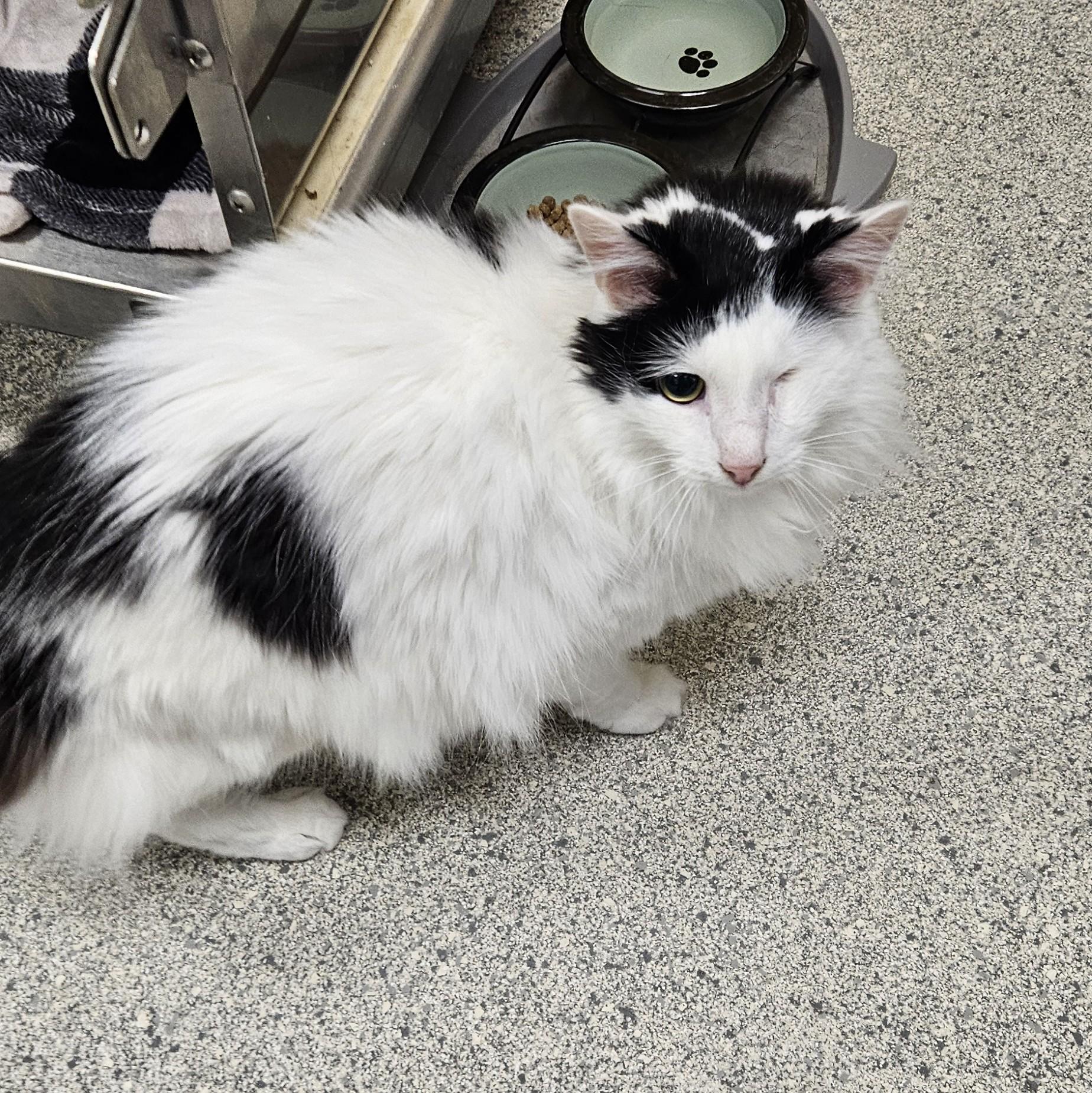 Pirate, an adopted Domestic Long Hair in Benton Harbor, MI image 1/2