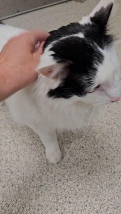 Enlarge Pirate, an adopted Domestic Long Hair in Benton Harbor, MI video 2/2