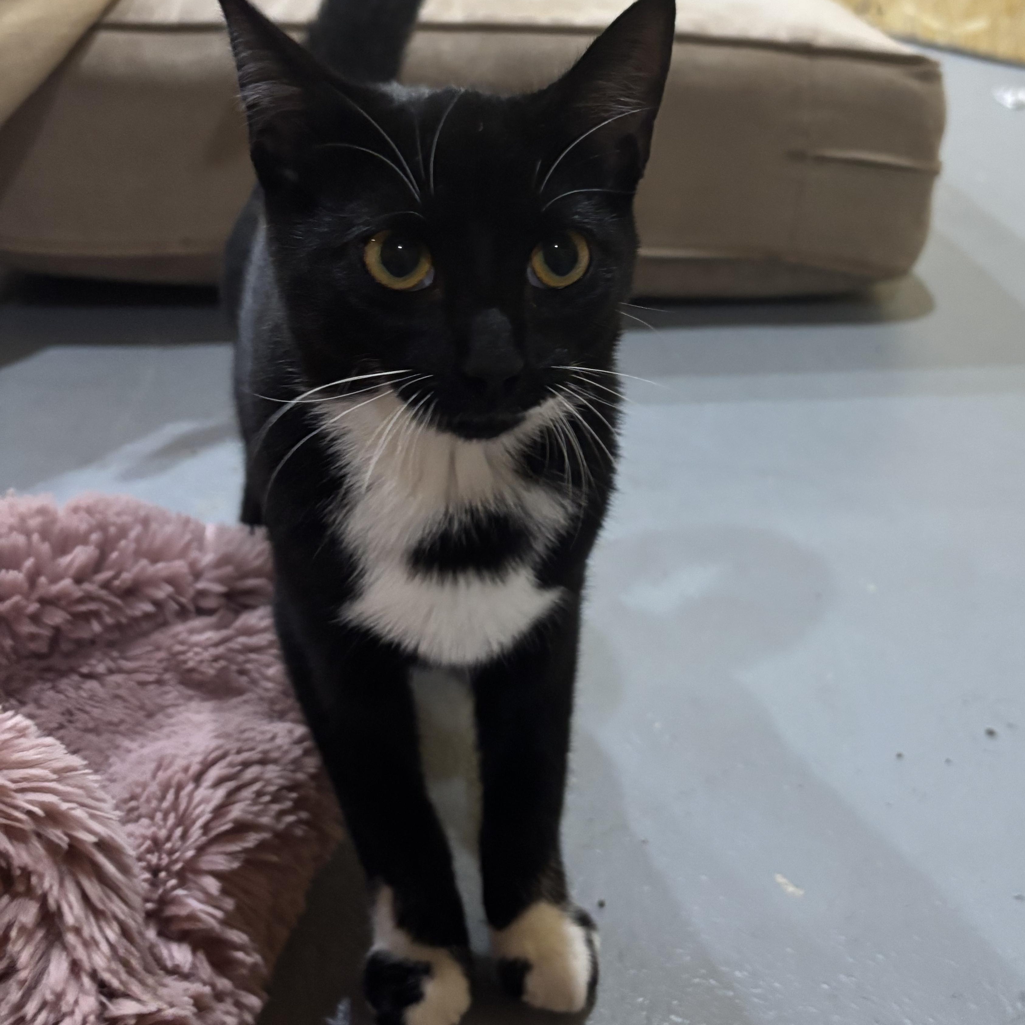 Enlarge Cookies and Cocoa (bonded), a Adoptable Tuxedo in Hamilton, ON image 2/6