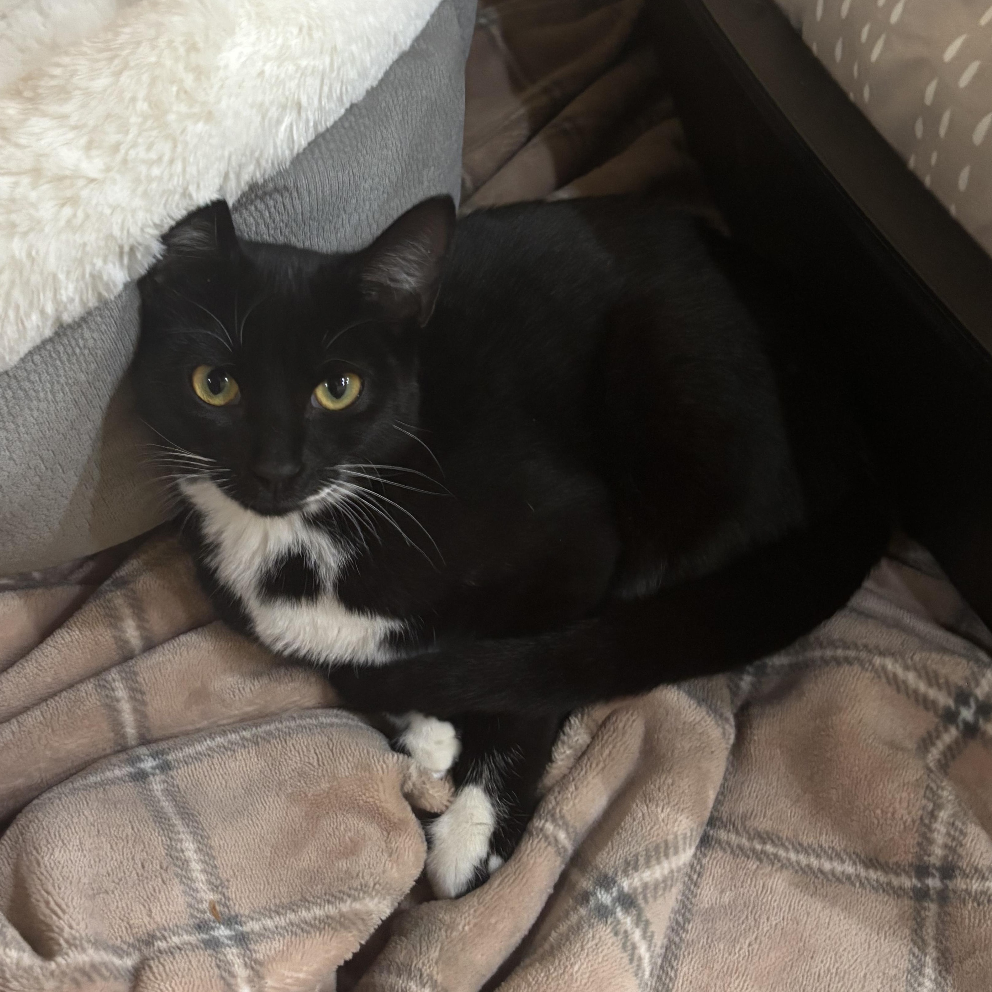 Enlarge Cookies and Cocoa (bonded), a Adoptable Tuxedo in Hamilton, ON image 5/6