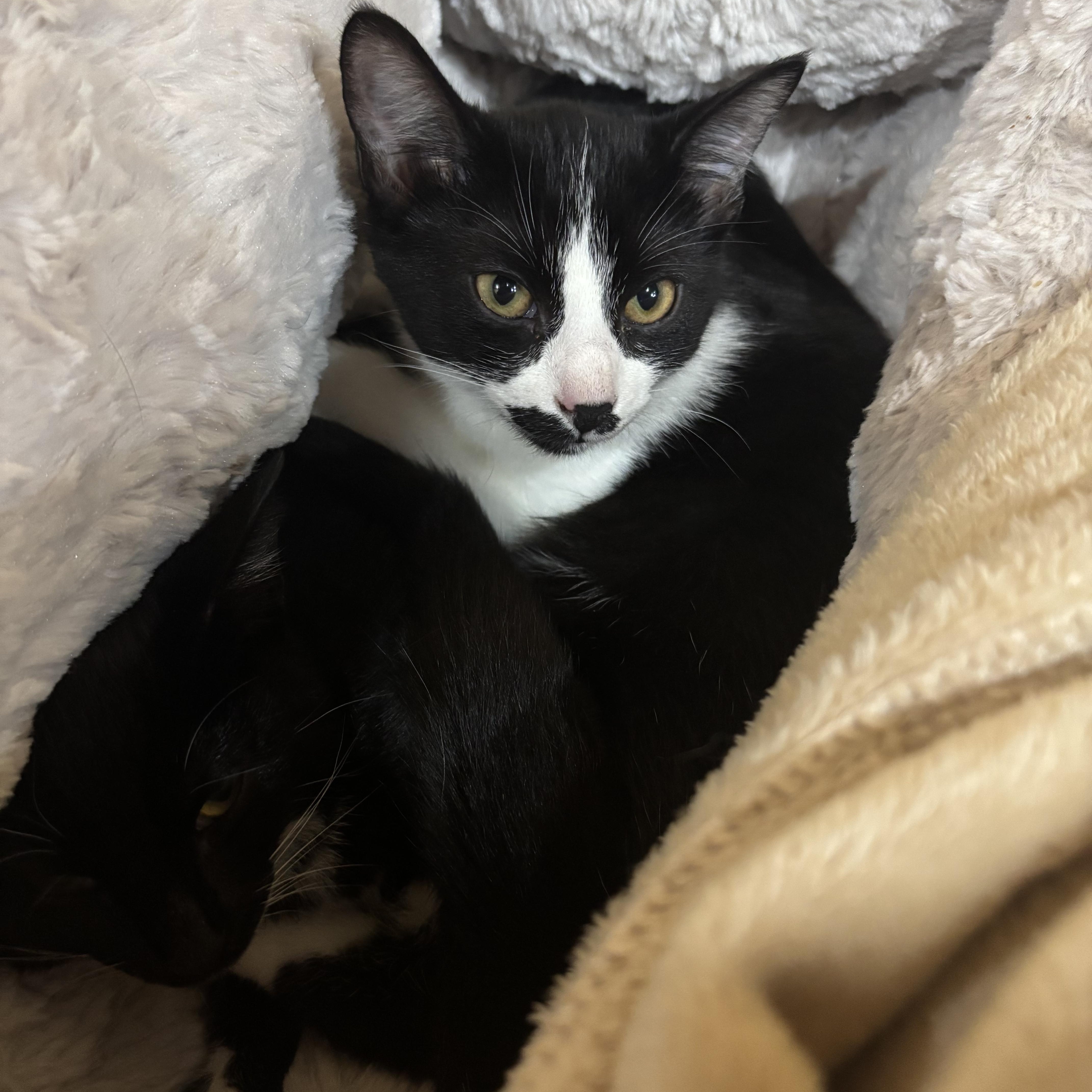 Enlarge Cookies and Cocoa (bonded), a Adoptable Tuxedo in Hamilton, ON image 4/6
