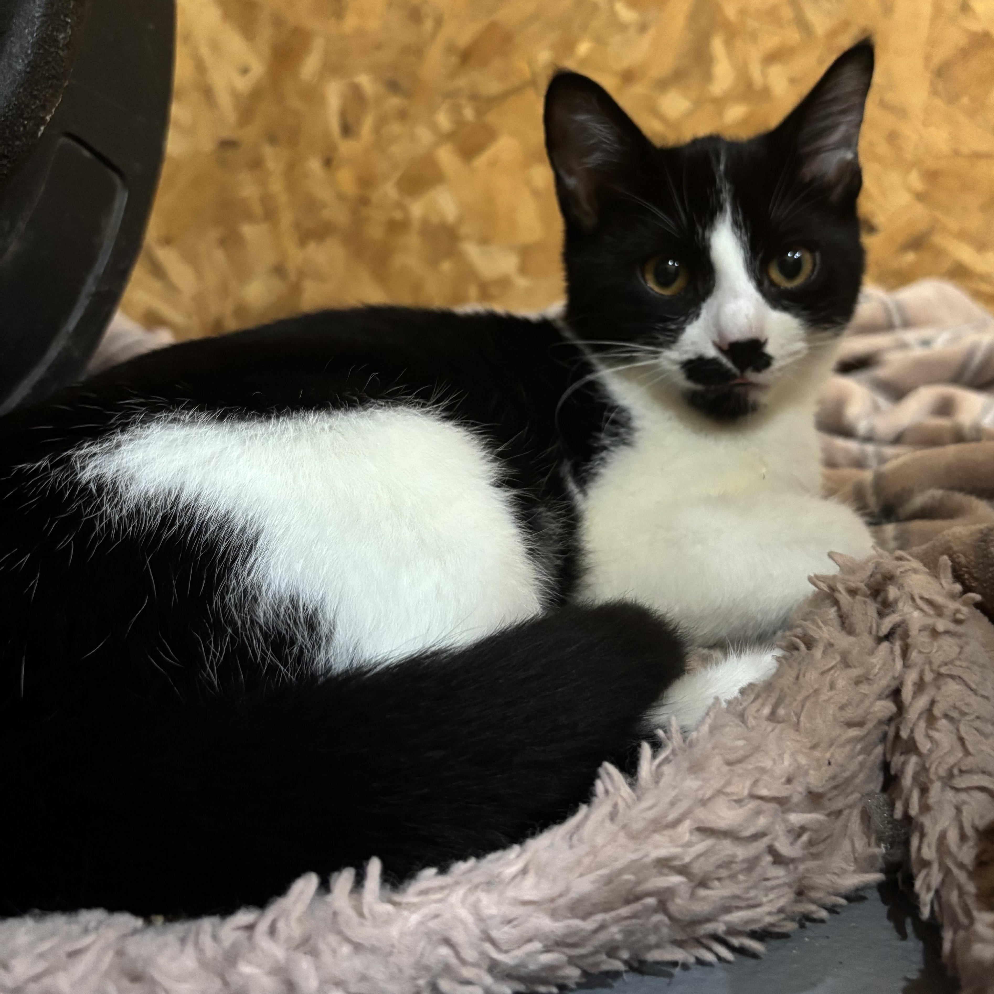Enlarge Cookies and Cocoa (bonded), a Adoptable Tuxedo in Hamilton, ON image 3/6