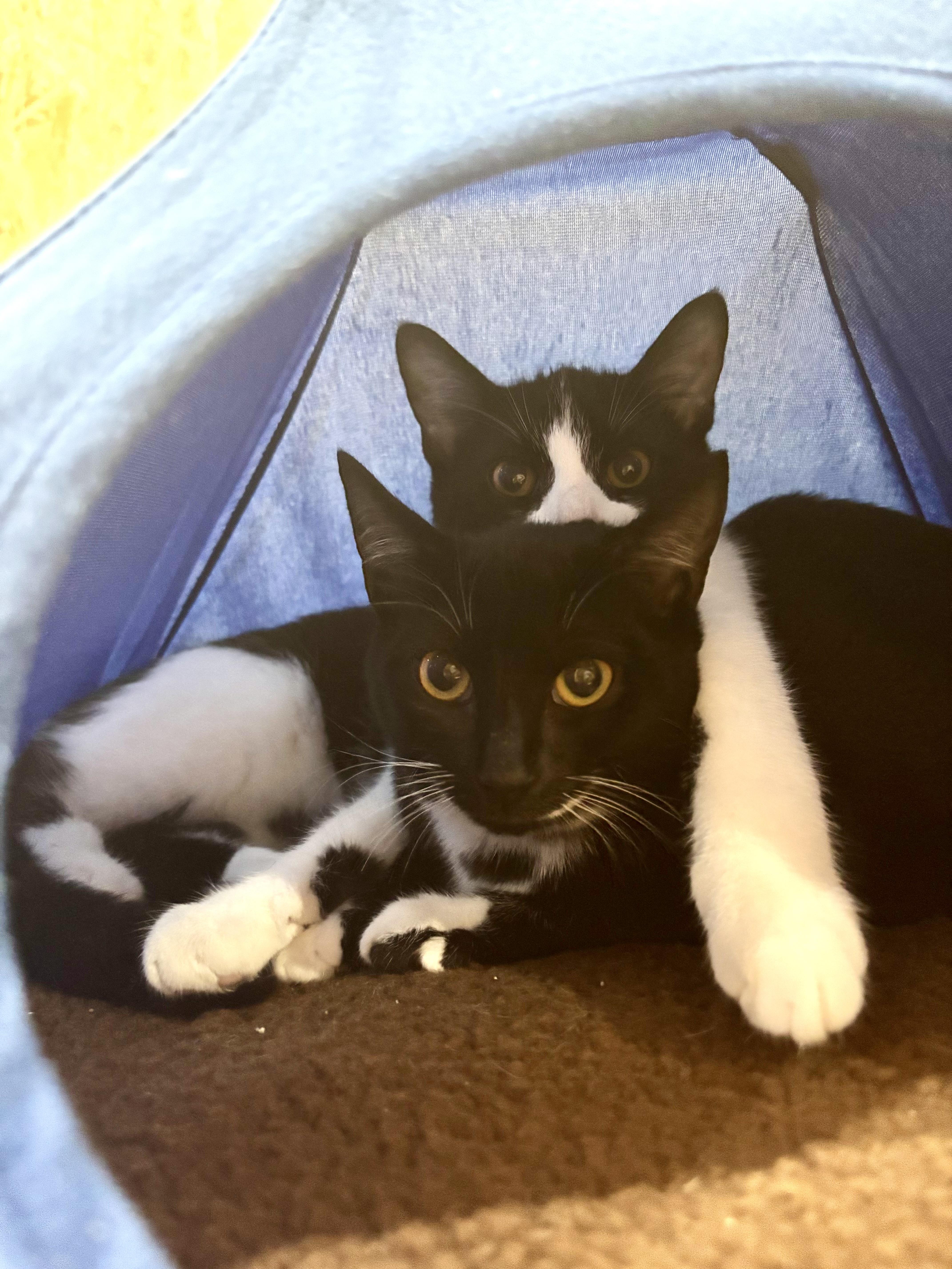 Cookies and Cocoa (bonded), Adoptable, Young Female Tuxedo.