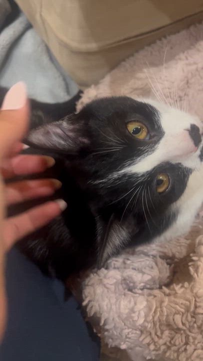Enlarge Cookies and Cocoa (bonded), a Adoptable Tuxedo in Hamilton, ON video 6/6
